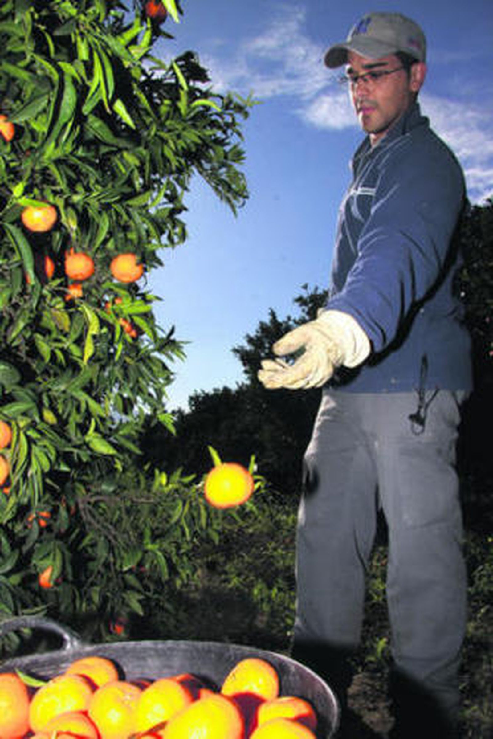 Un operario recoge mandarinas del árbol y las echa en el cesto.
