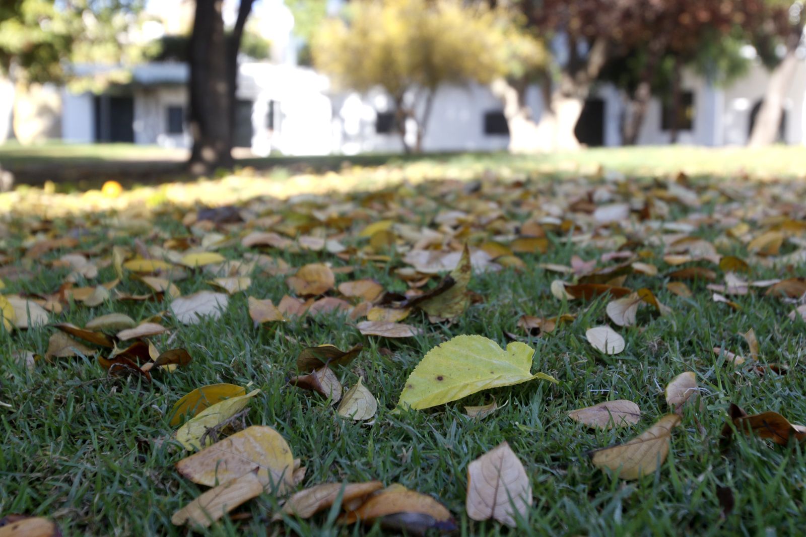 El otoño en Córdoba, en fotografías