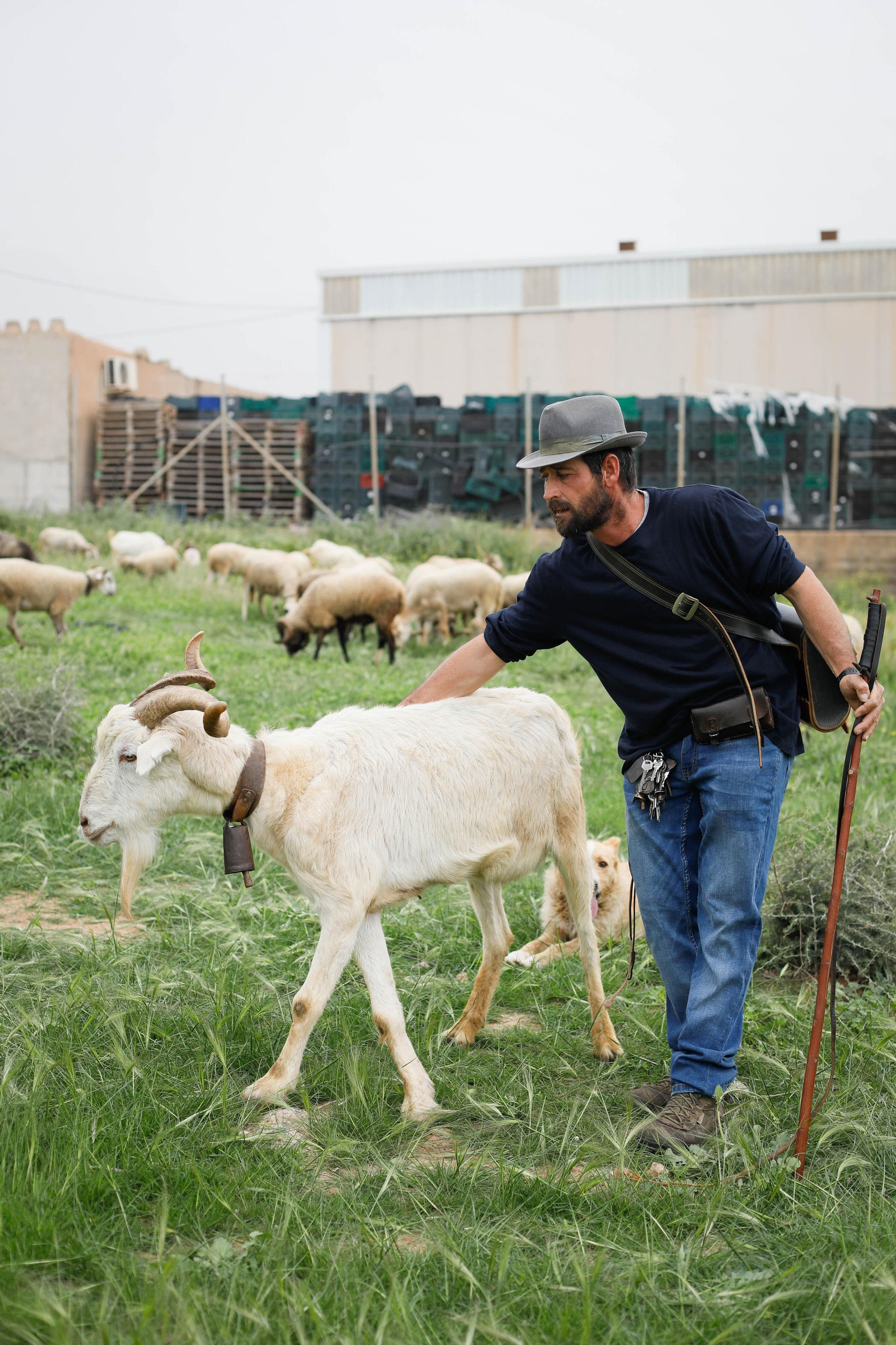 Galería de la Feria  de ganado en Tarambana