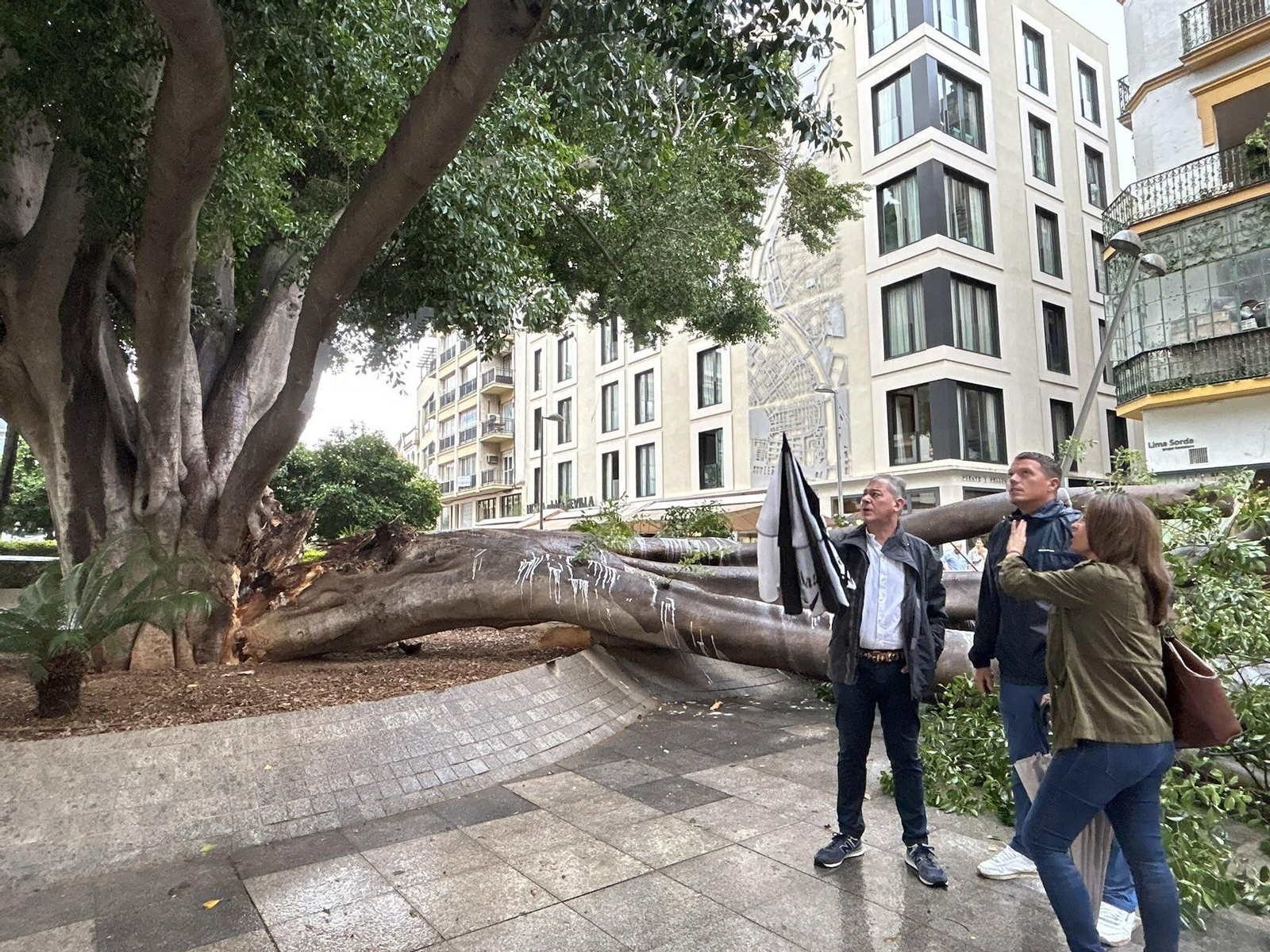 El alcalde asegura que el ficus accidentado estaba "en mal estado" y Parques iba a intervenir