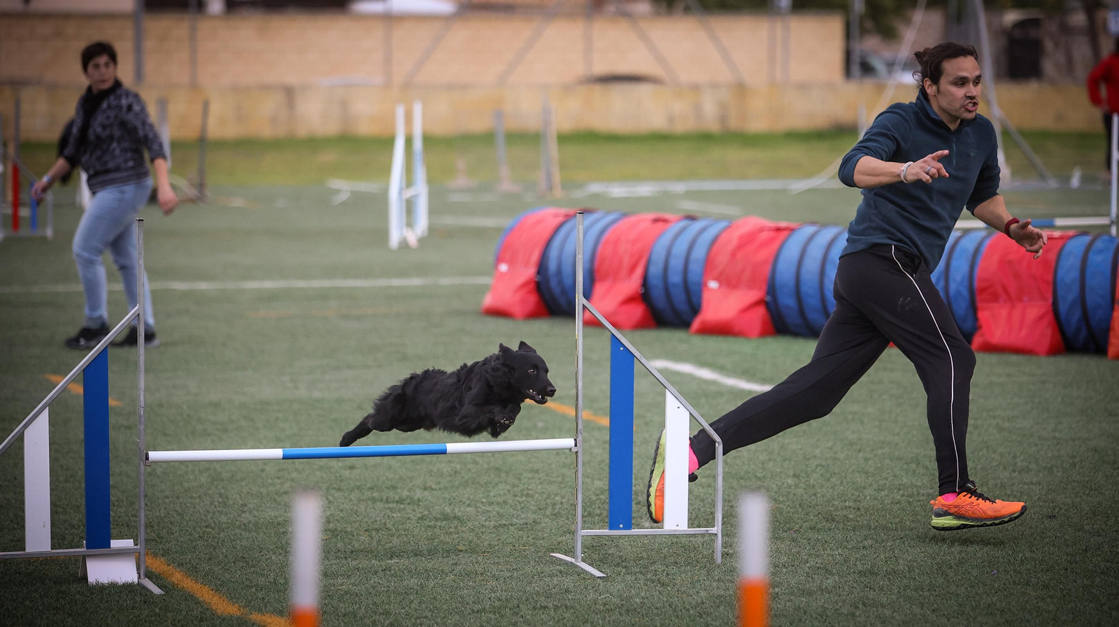 Habilidad canina en la prueba puntuable para el Campeonato de España de 'Agility' celebrado en Jerez Espectaculares las pruebas de disciplina canina puntuables para el Campeonato de España de Agility
