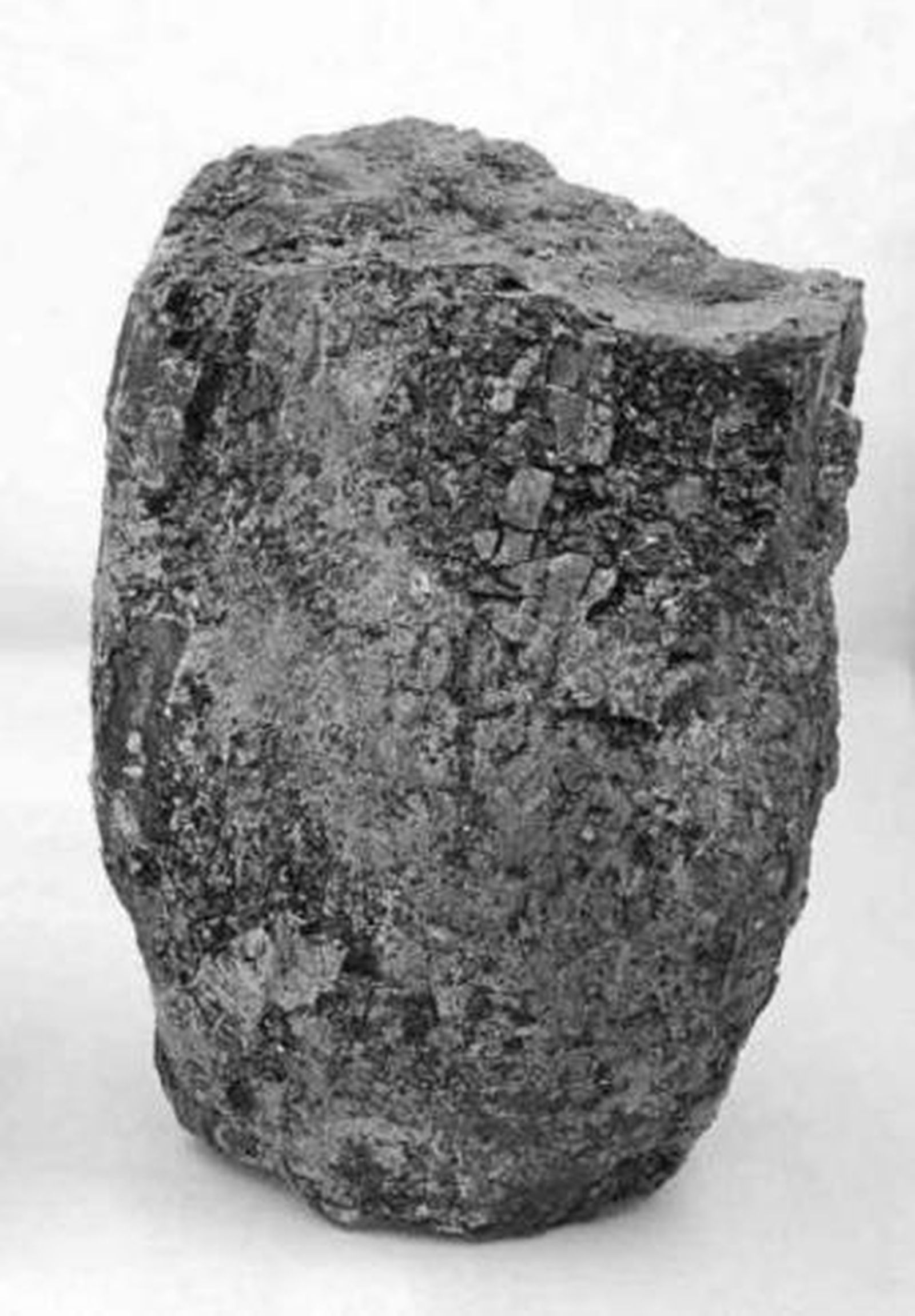 Los restos fósiles de Lepidodendron descubiertos en Algeciras.