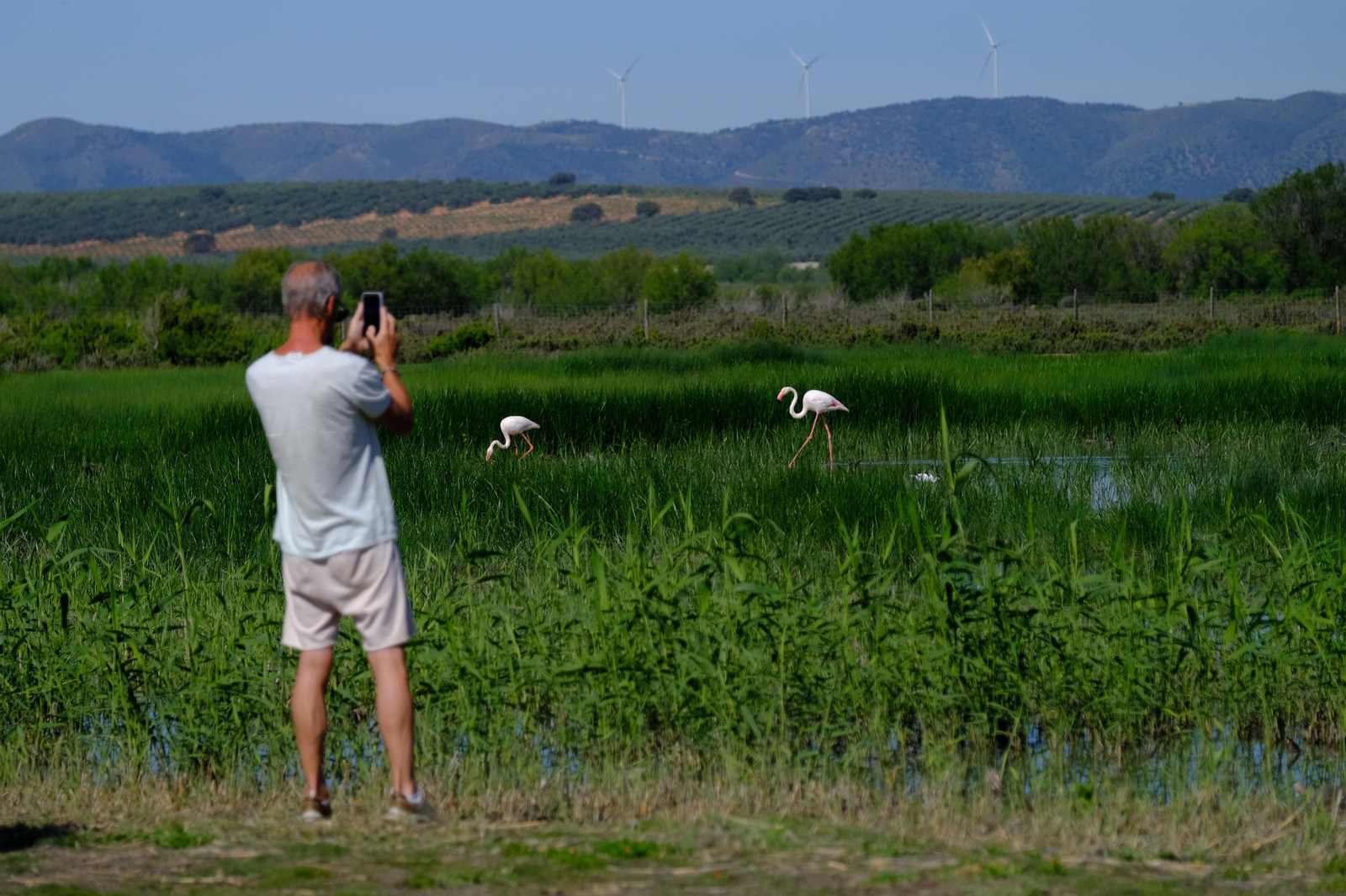 Miles de flamencos llegan a Fuente de Piedra tras las lluvias, en fotos.