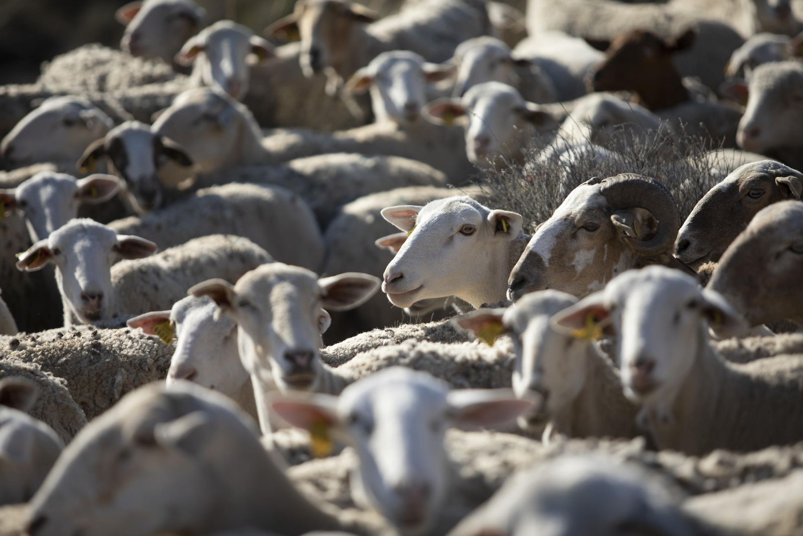 Más de 4.000 cabezas de ganado tuvieron que ser sacrificadas.