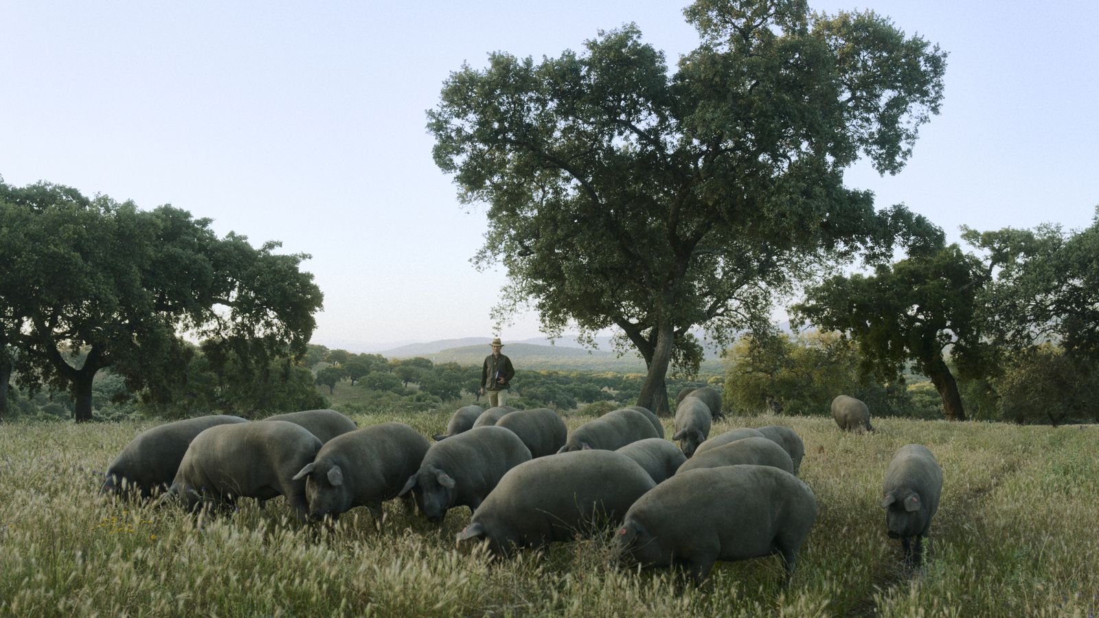 Cabaña de cerdos ibéricos en la dehesa