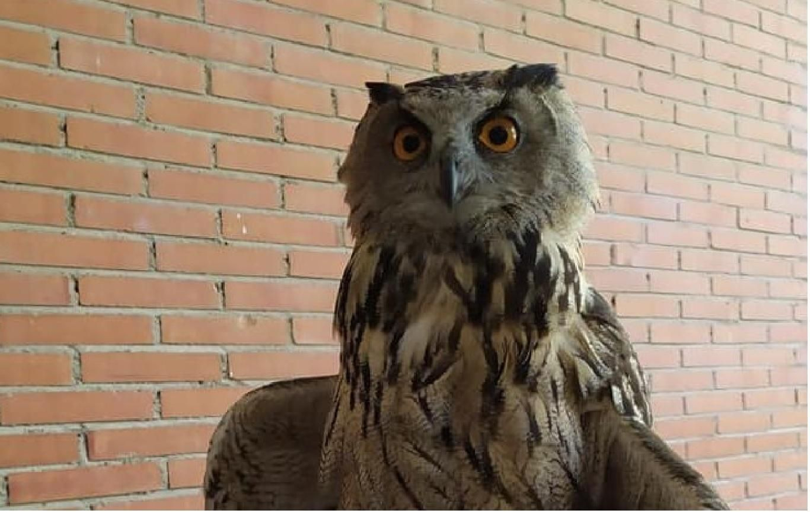 Rescatan un ejemplar de búho real en Lanjarón (Granada) que se encontraba muy débil