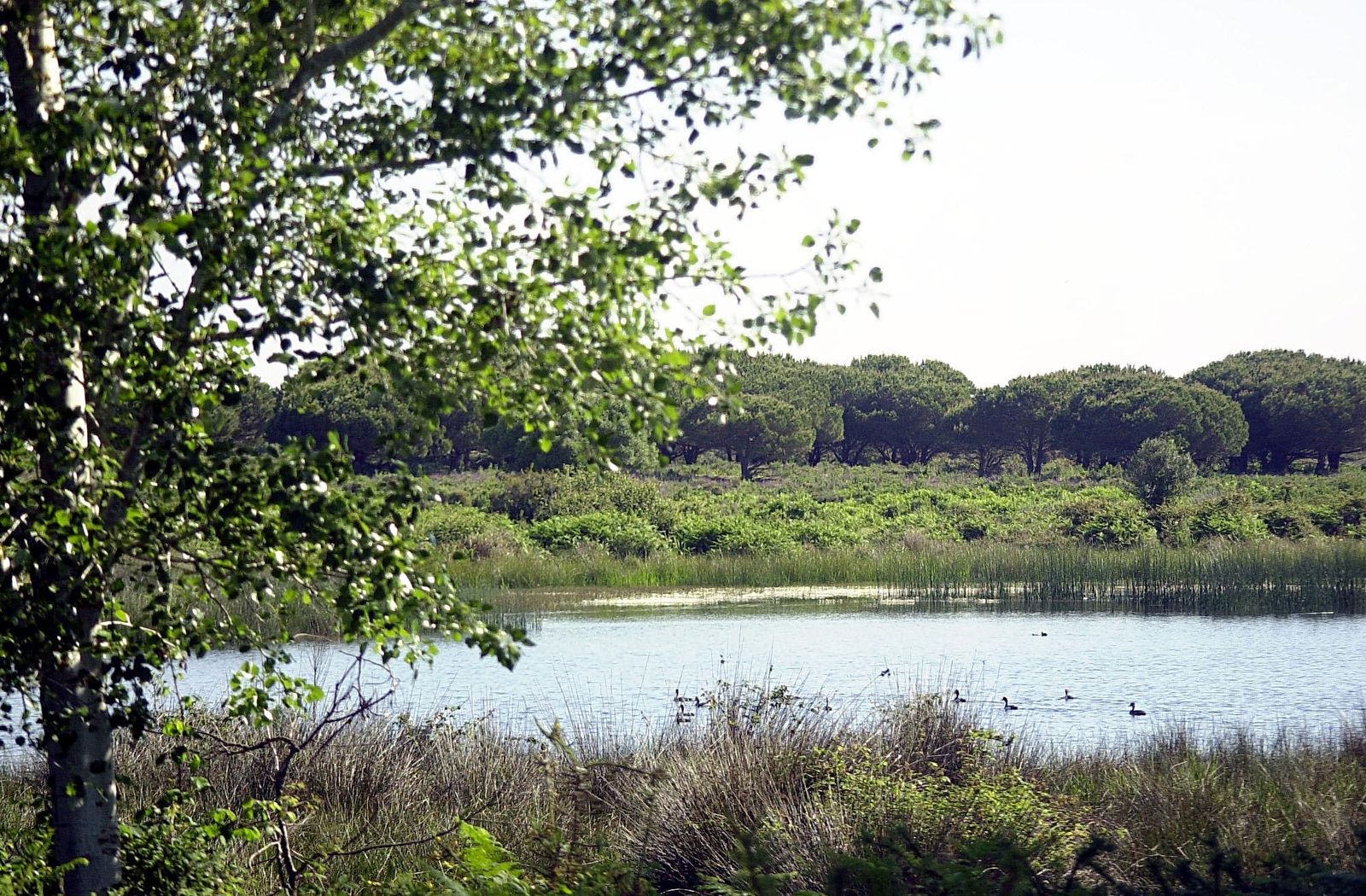 Doñana.