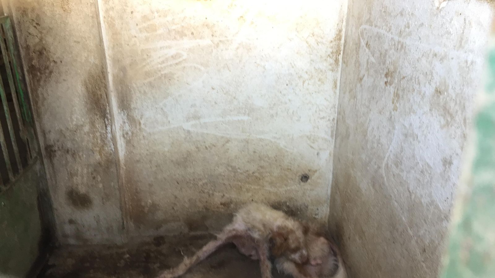 Perreras de Carbonell.