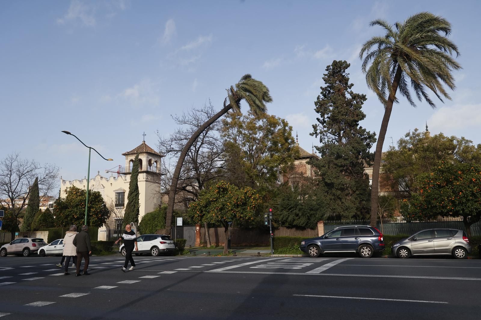 El estado del arbolado en la avenida de la Palmera
