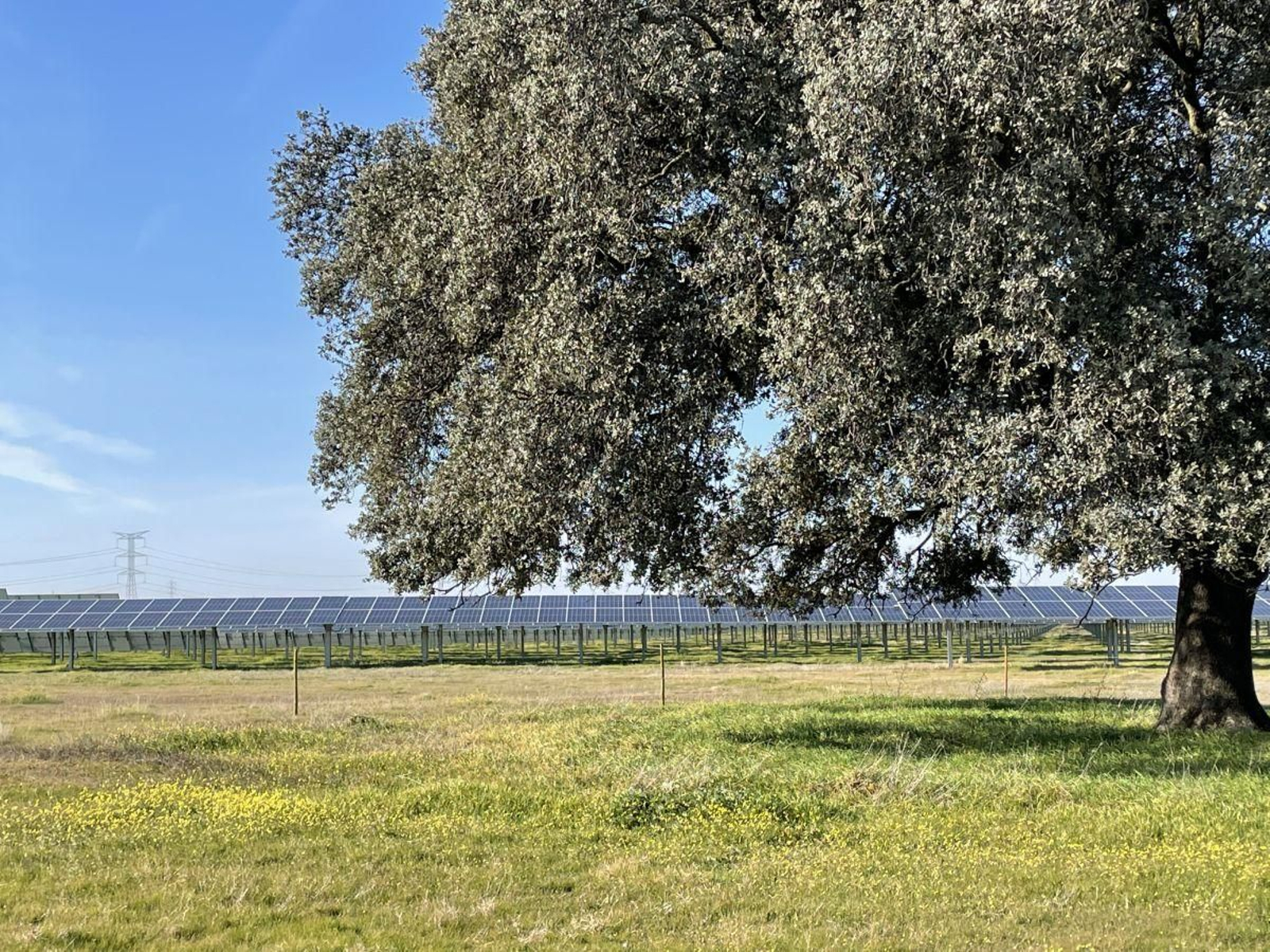 Encinas y paneles solares.