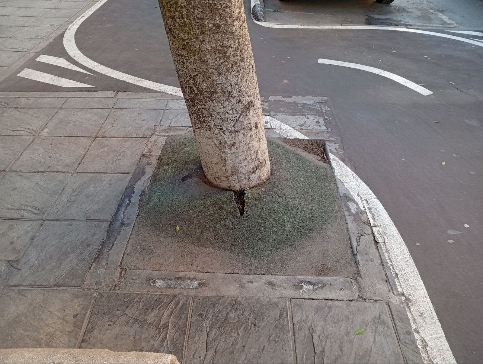 Alcorque cubierto con caucho en Almería.
