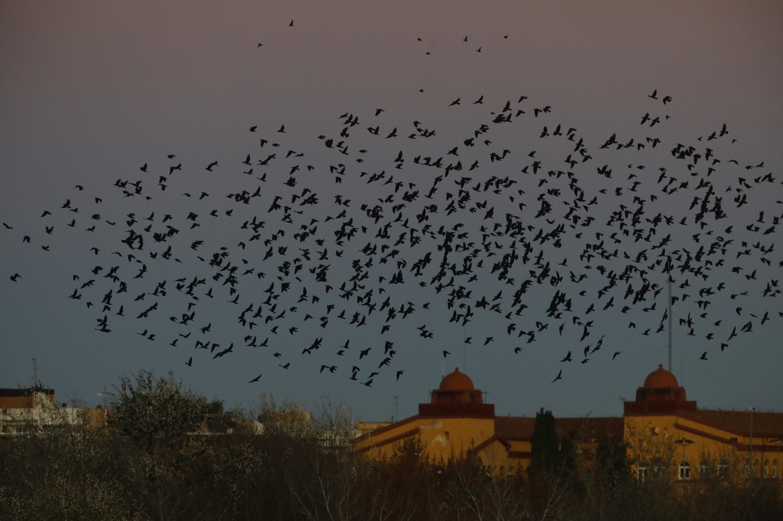 Las aves que habitan en Los Sotos de la Albolafia de Córdoba, en fotografías