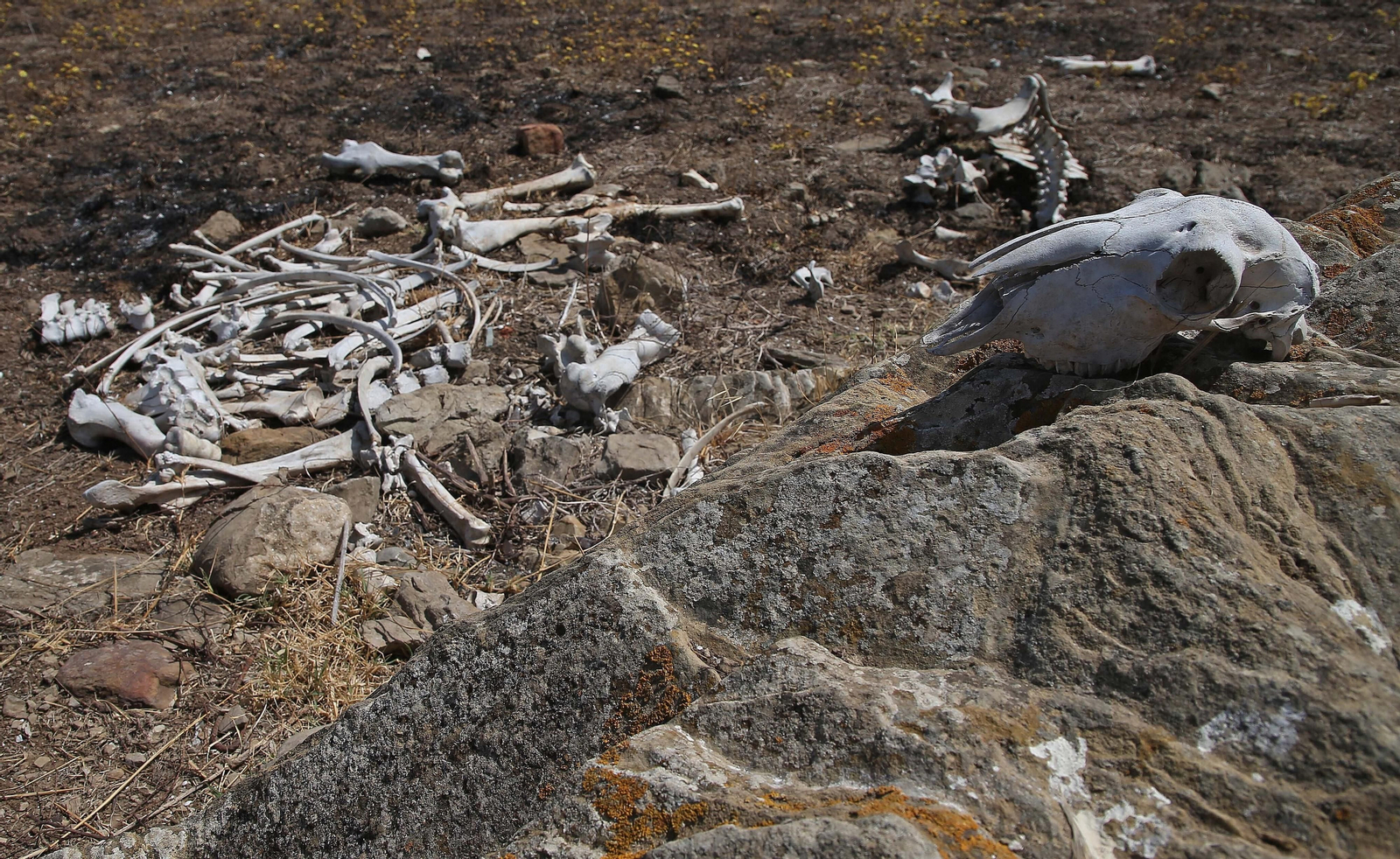 El cementerio ilegal de caballos de Algeciras, en imágenes