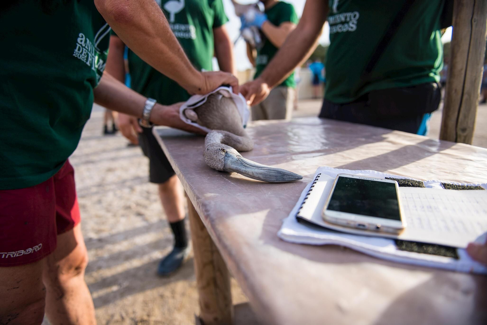 Flamencos en la Laguna de Fuente de Piedra durante el anillamiento (fotos)