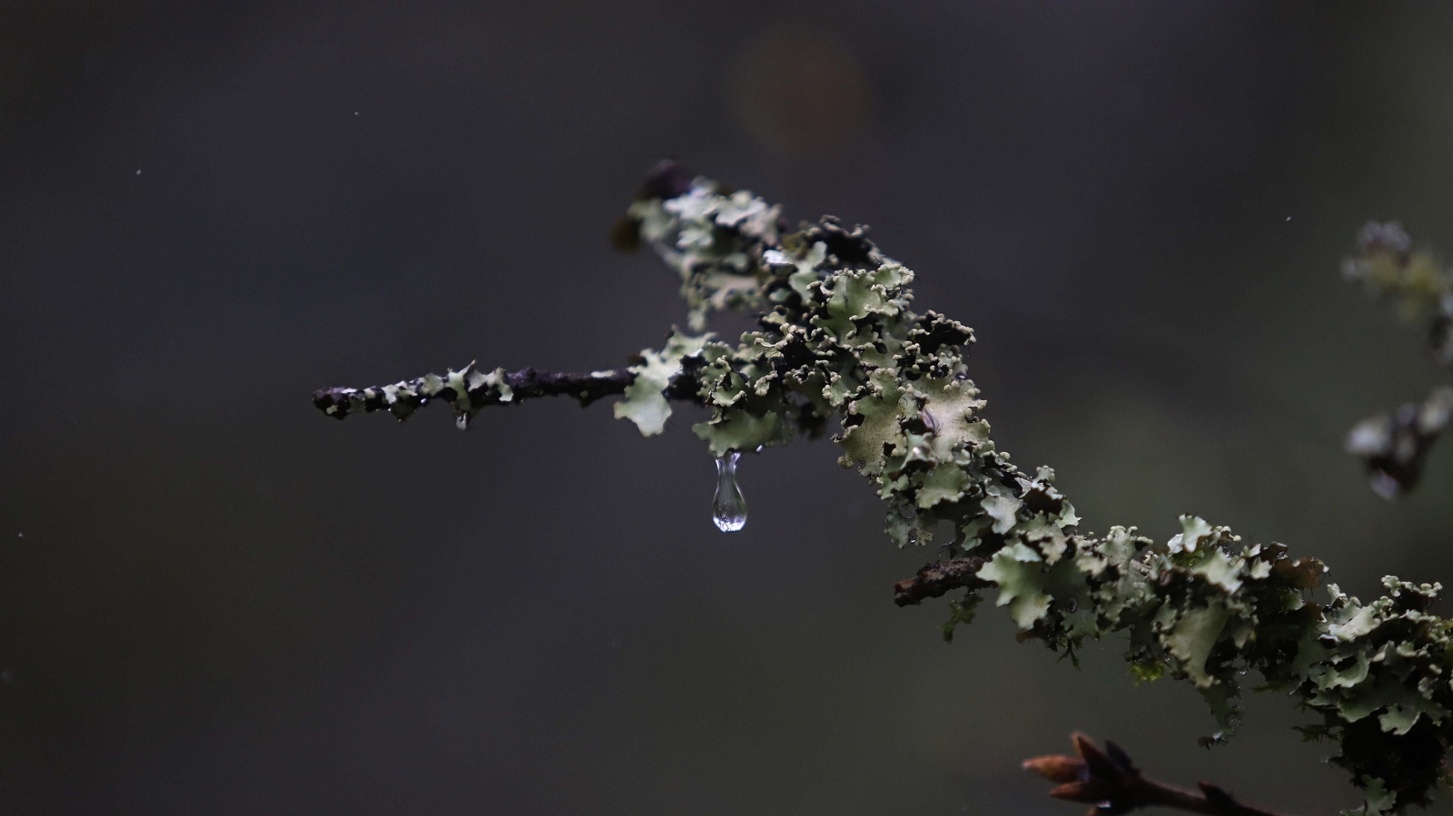 El Bosque de la Niebla