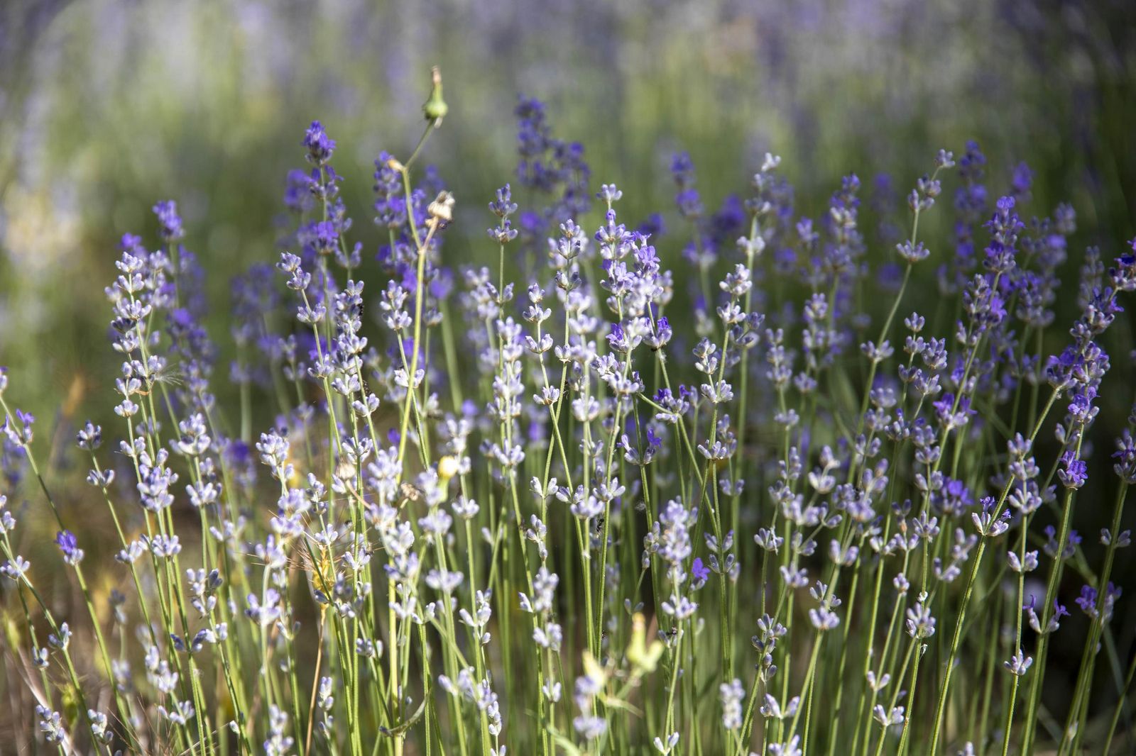 El jardin de lavandas en Benecid