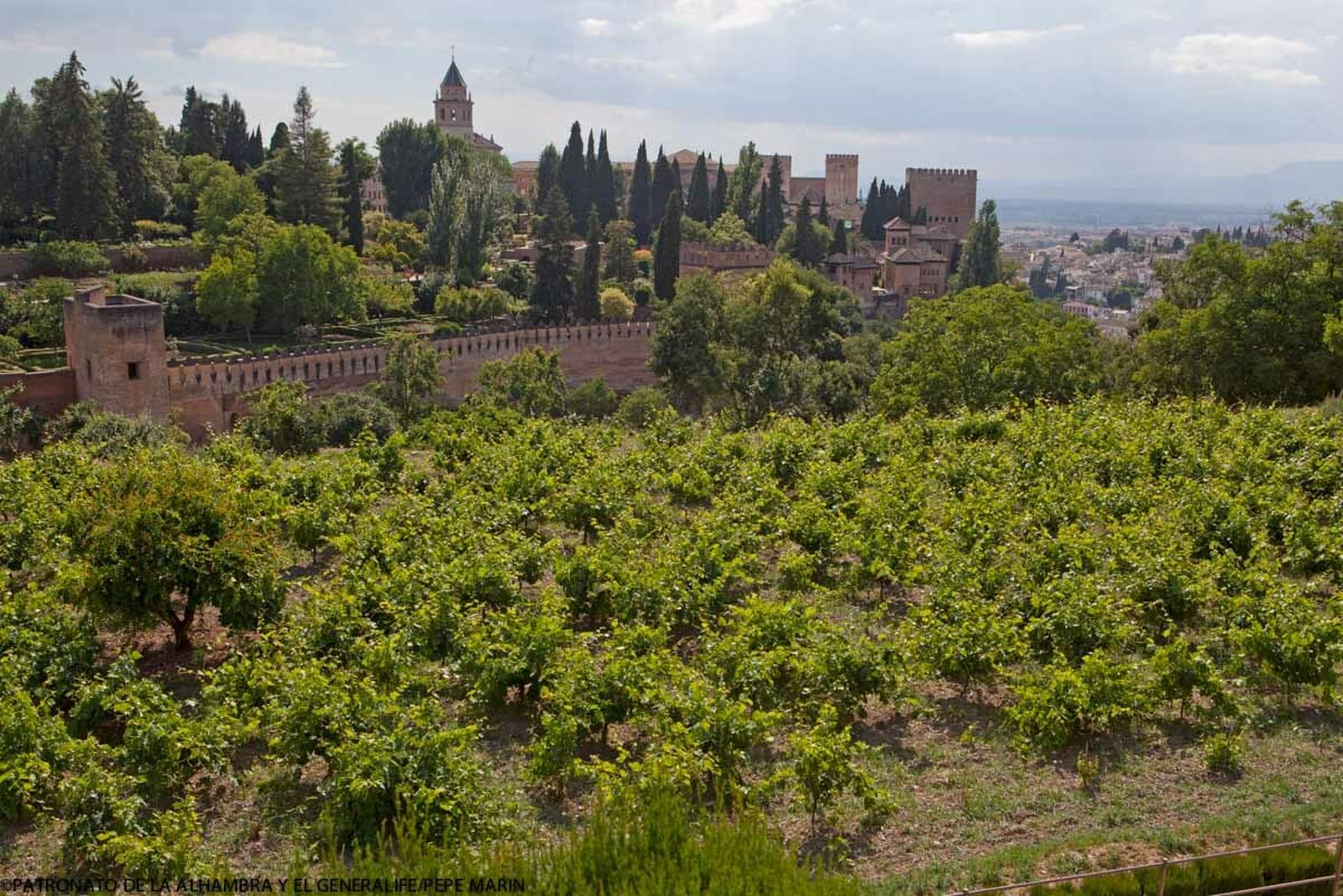 La vid en la Alhambra