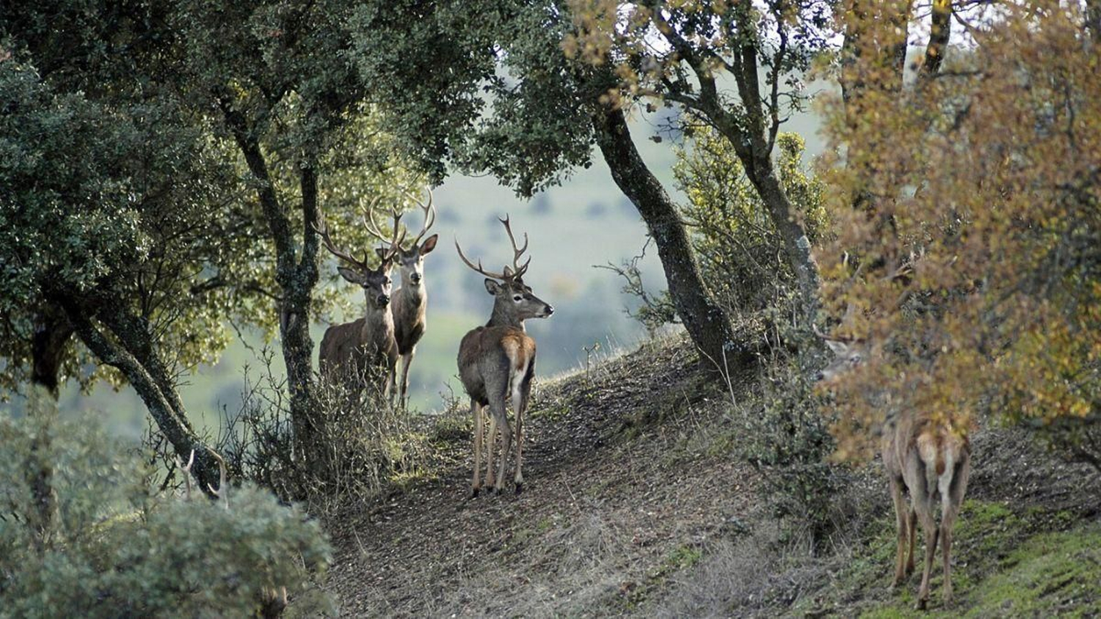 En septiembre y octubre hay una actividad de ecoturismo que destaca en la provincia: la berrea del ciervo.