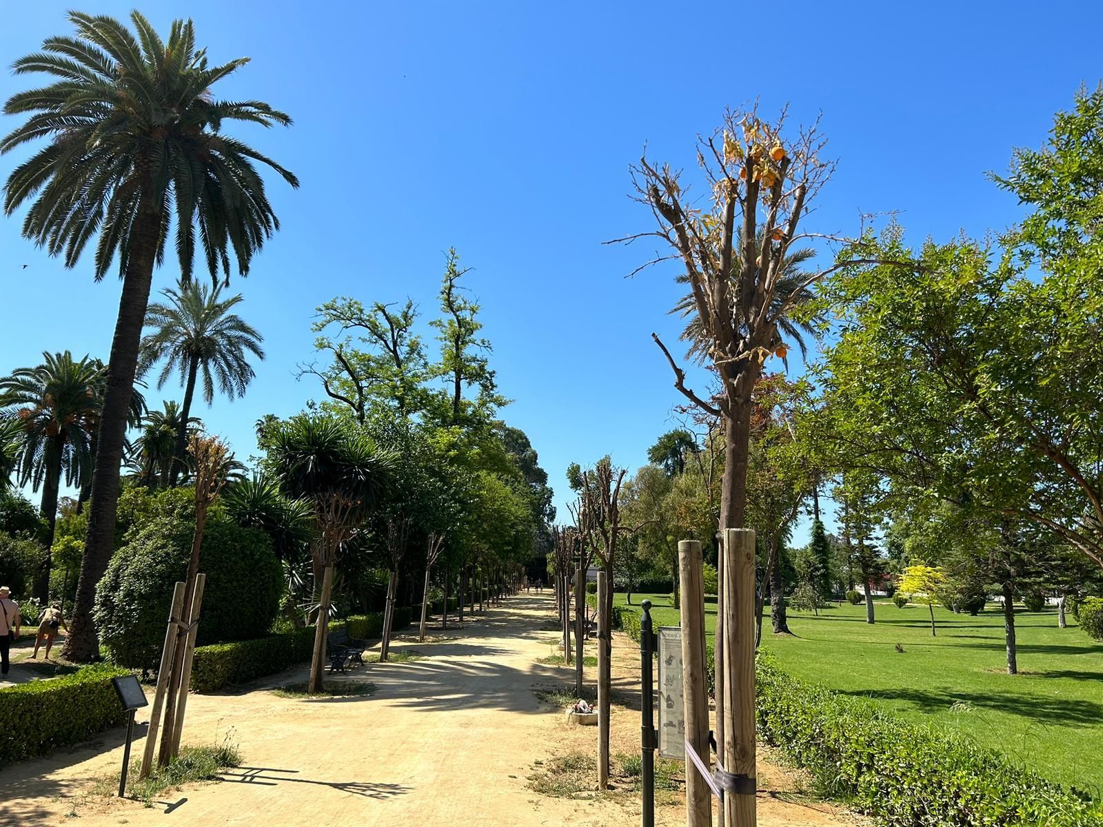 Los naranjos secos de los Jardines de las Delicias