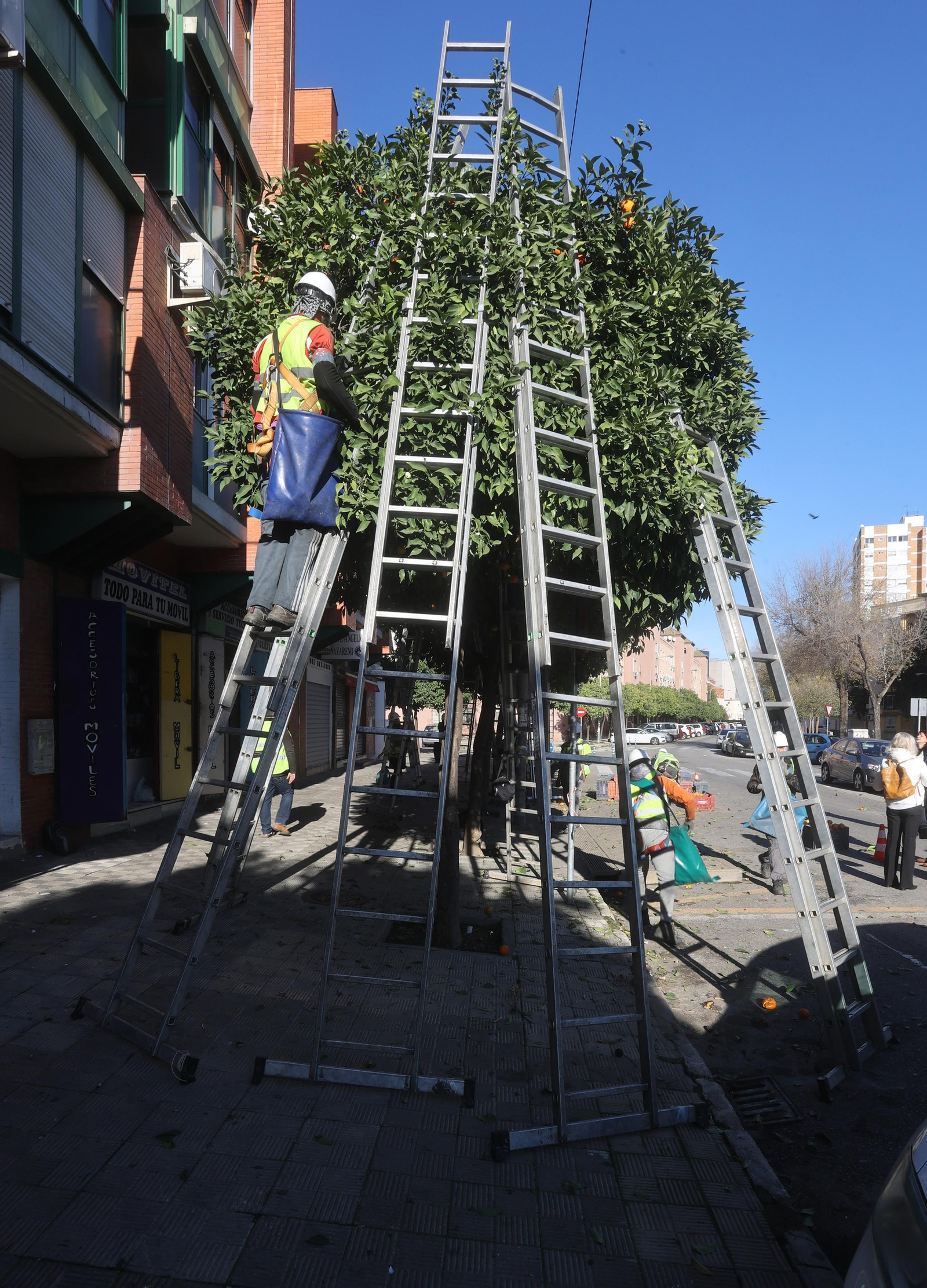 Recogida de la naranja de las calles de Sevilla