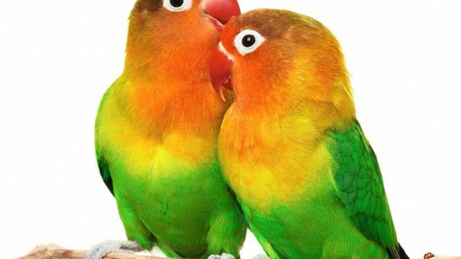 deagapornis.com1