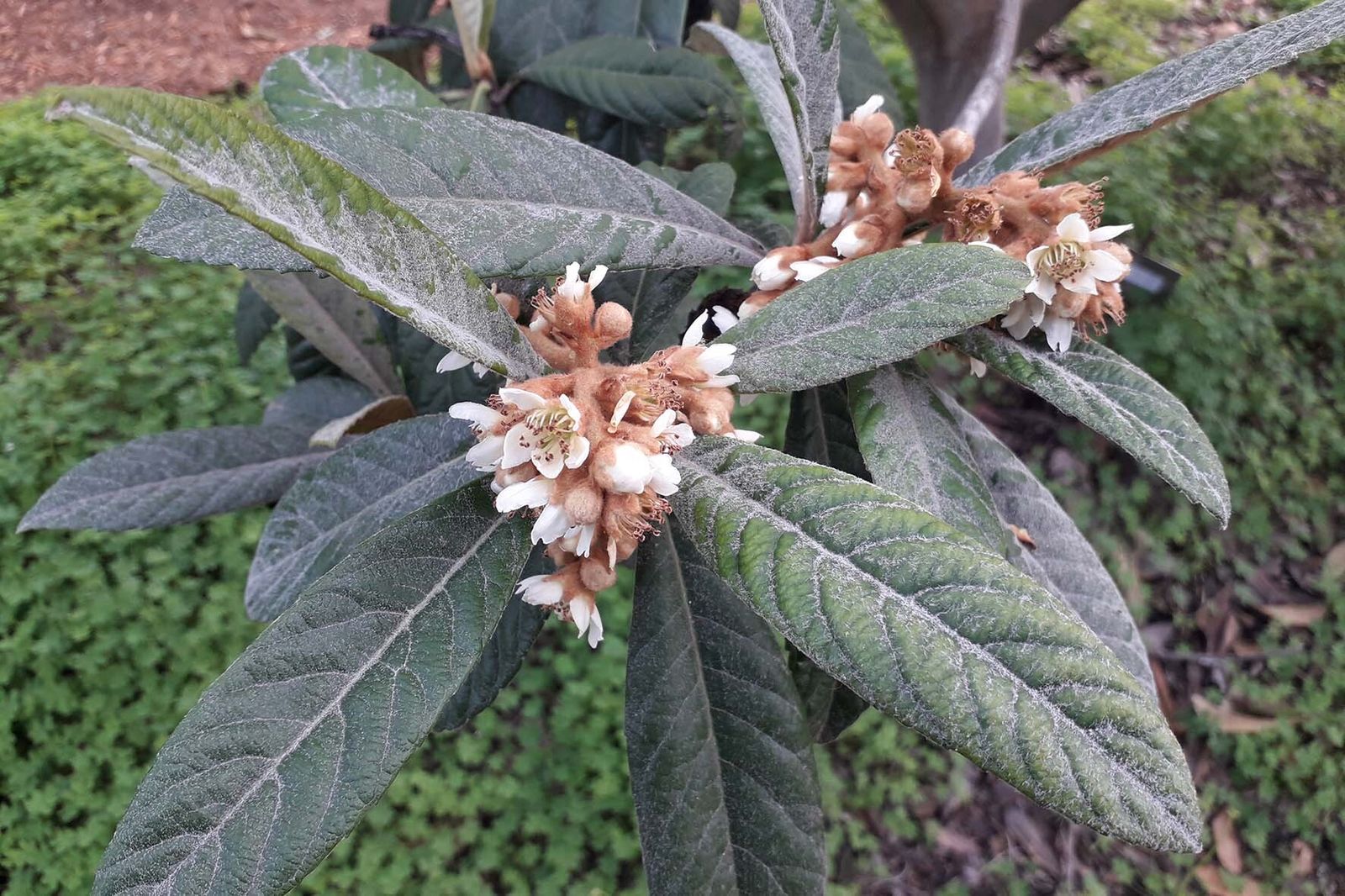 Imagen de un níspero en floración facilitado por Gabino Ríos del IVIA