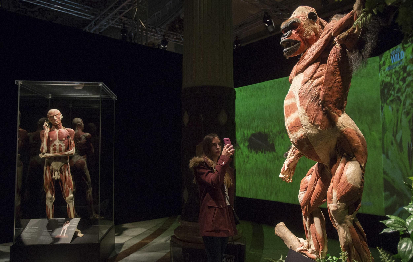 La exposición 'Animal Inside Out', en Sevilla