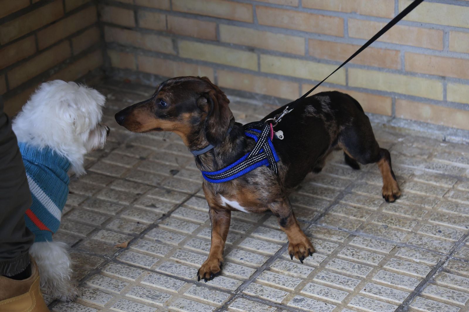 Las fotografías de la bendición de las mascotas por San Antón 2026