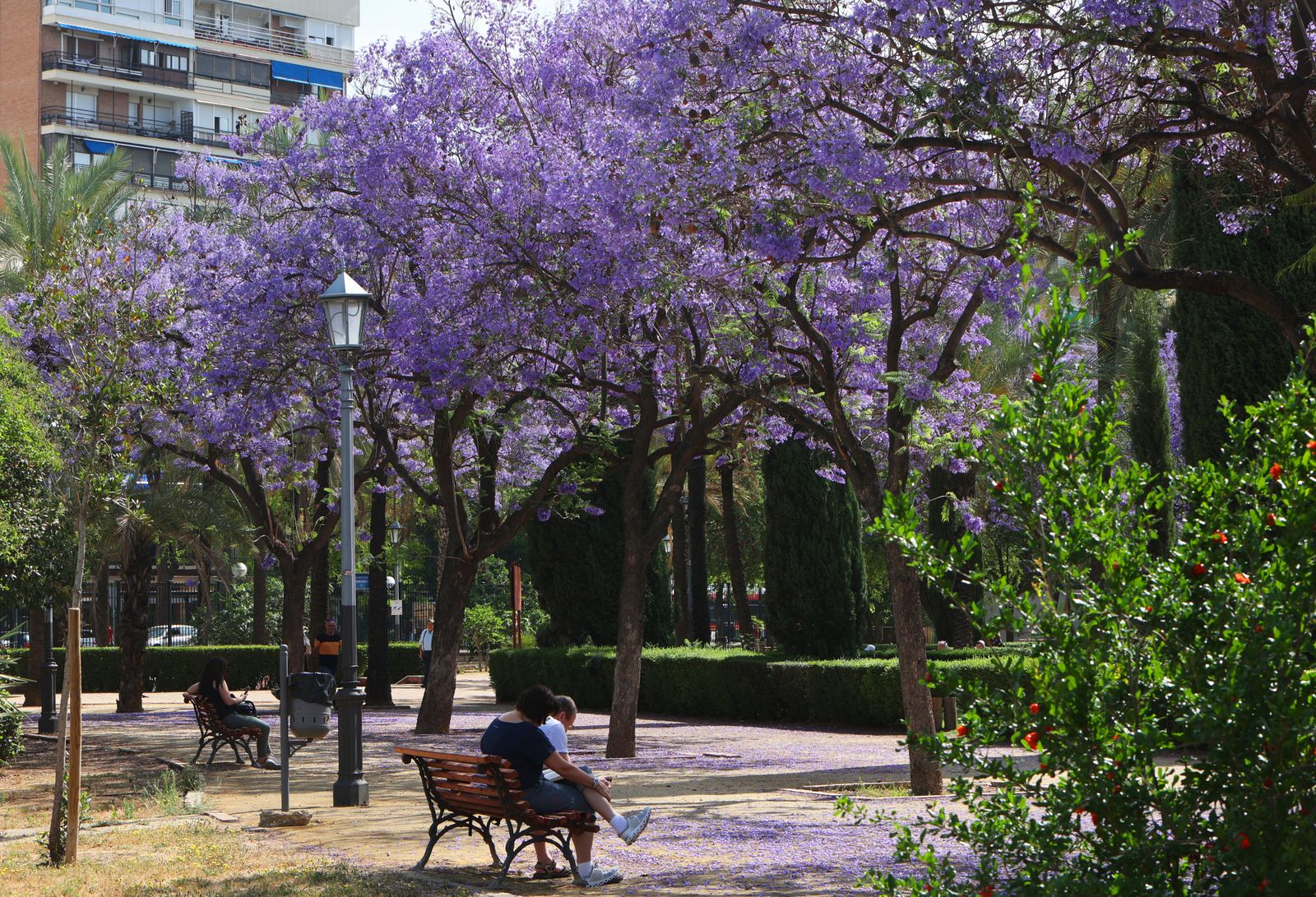 Las jacarandas vuelven a teñir de morado Sevilla