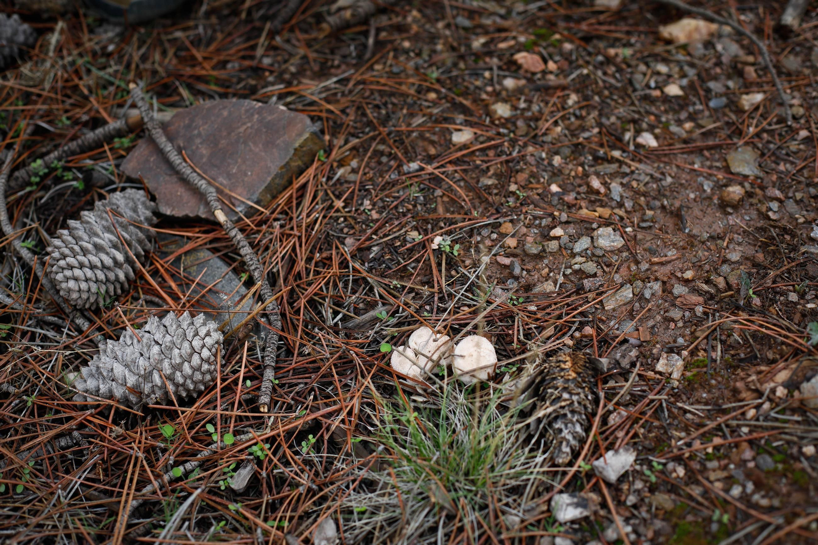 La ruta recolectora de setas en Abla por las XIX Jornadas Micológicas, en imágenes