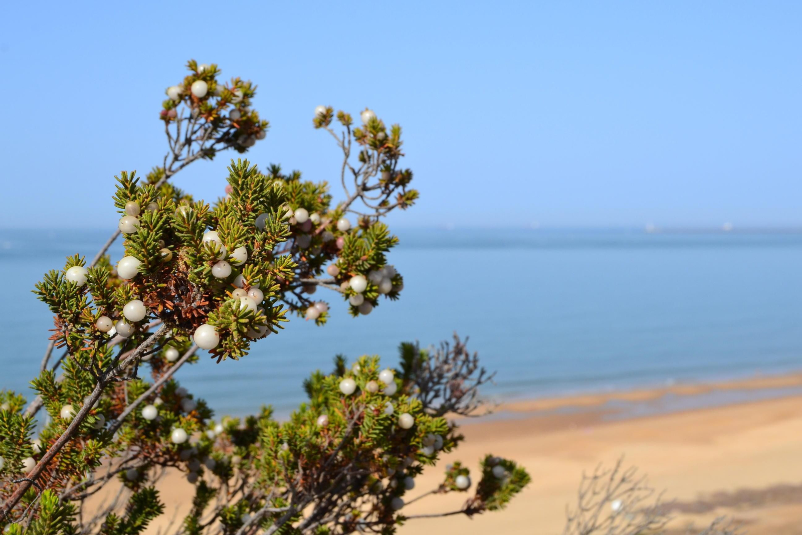 Una planta de camarina, en las inmediaciones de Mazagón.
