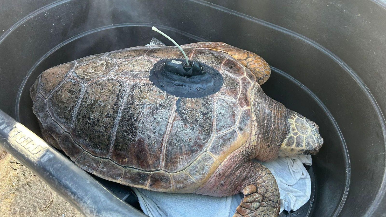 Donatello, recién llegado a la playa Donatello, recién llegado a la playa