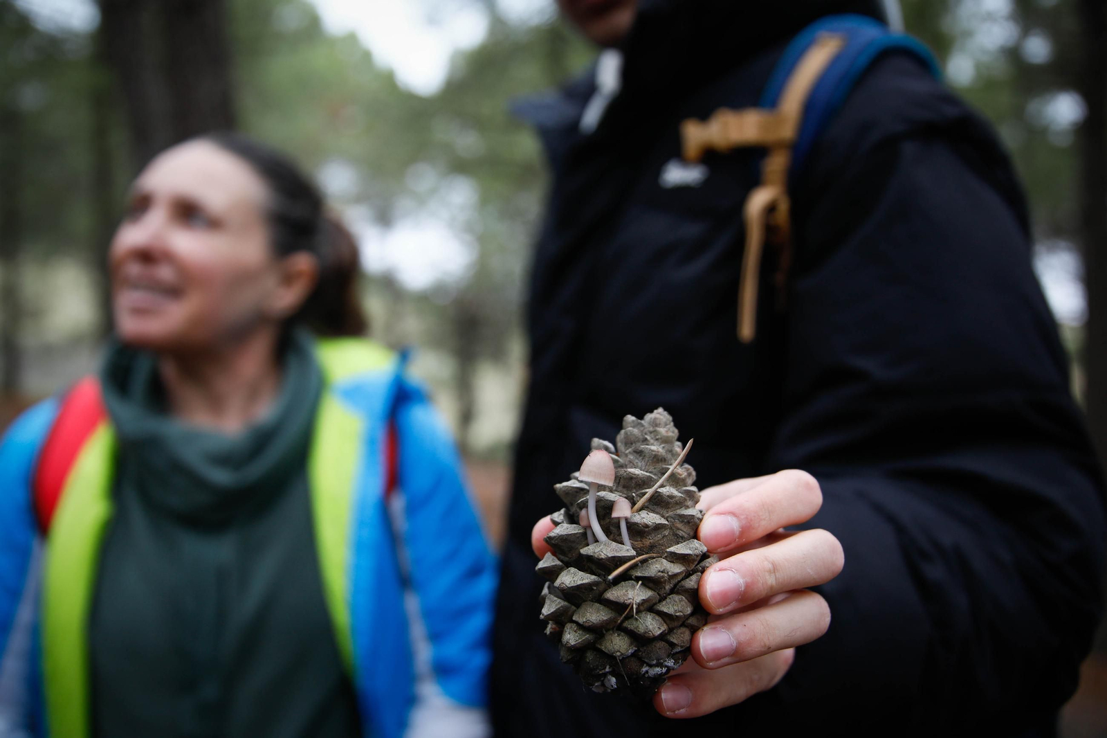 La ruta recolectora de setas en Abla por las XIX Jornadas Micológicas, en imágenes