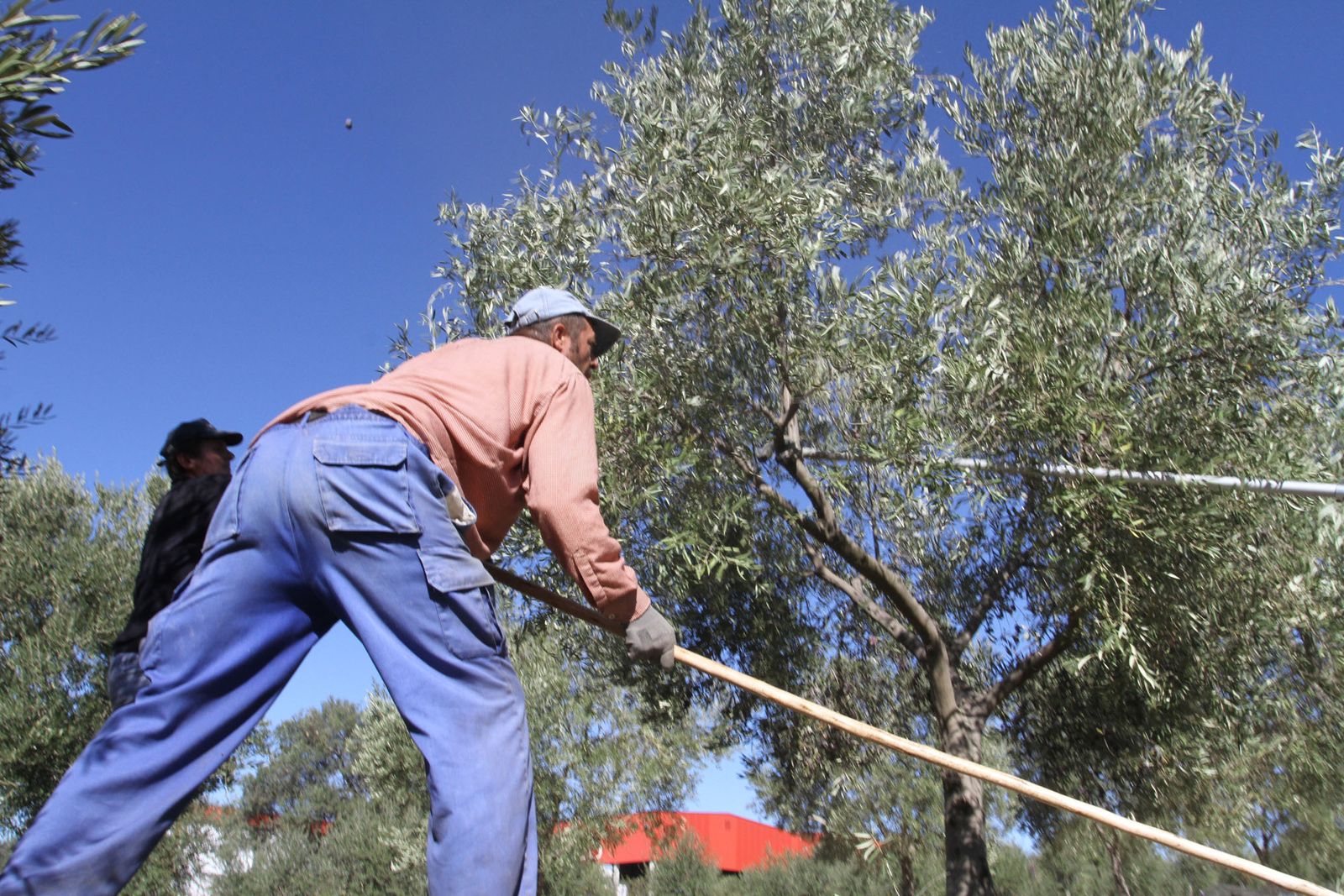 Operarios realizan labores de recogida de la aceituna en un olivar.