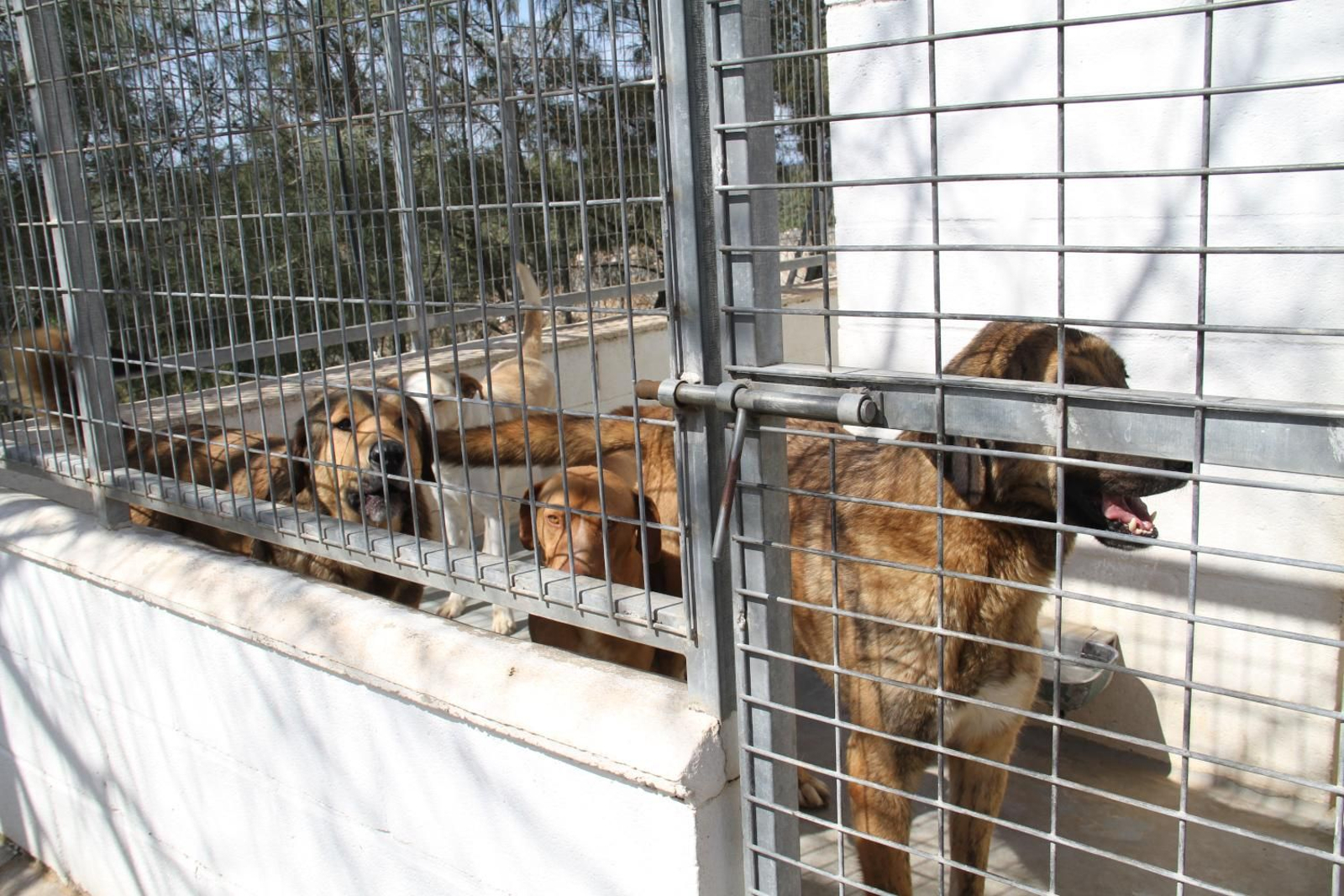Estos son algunos de los perros que puedes adoptar en el refugio provincial de Huelva. Estos son algunos de los perros que puedes adoptar en el refugio provincial de Huelva.