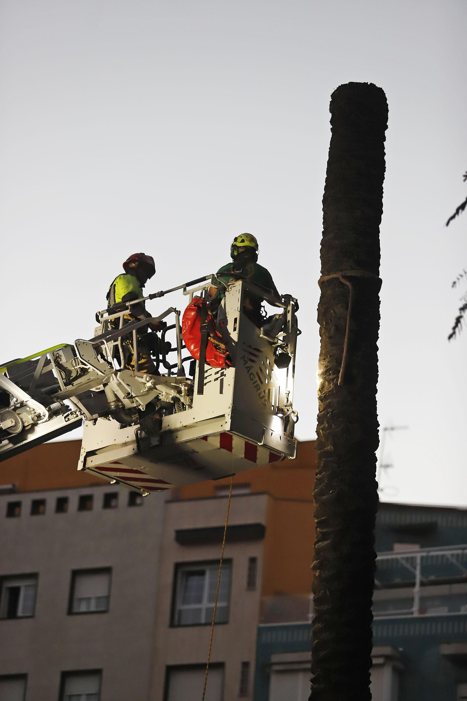 Imágenes de la tala de la emblemática Palmera de Huelva
