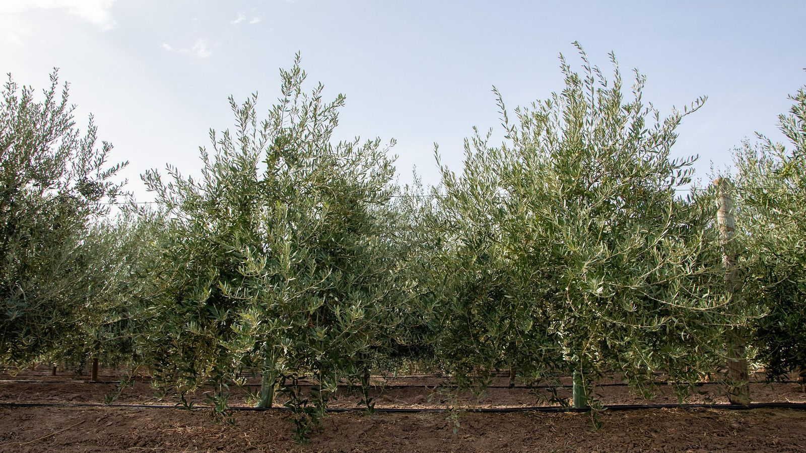 Plantación de la nueva variedad lanzada por Balam Agriculture y la Universidad de Córdoba. Plantación de la nueva variedad lanzada por Balam Agriculture y la Universidad de Córdoba.