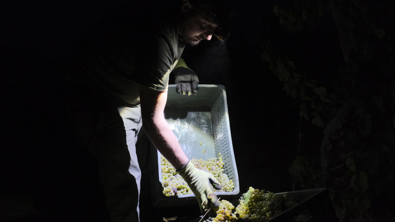 La manipulación manual permite un mayor cuidado de la uva.
