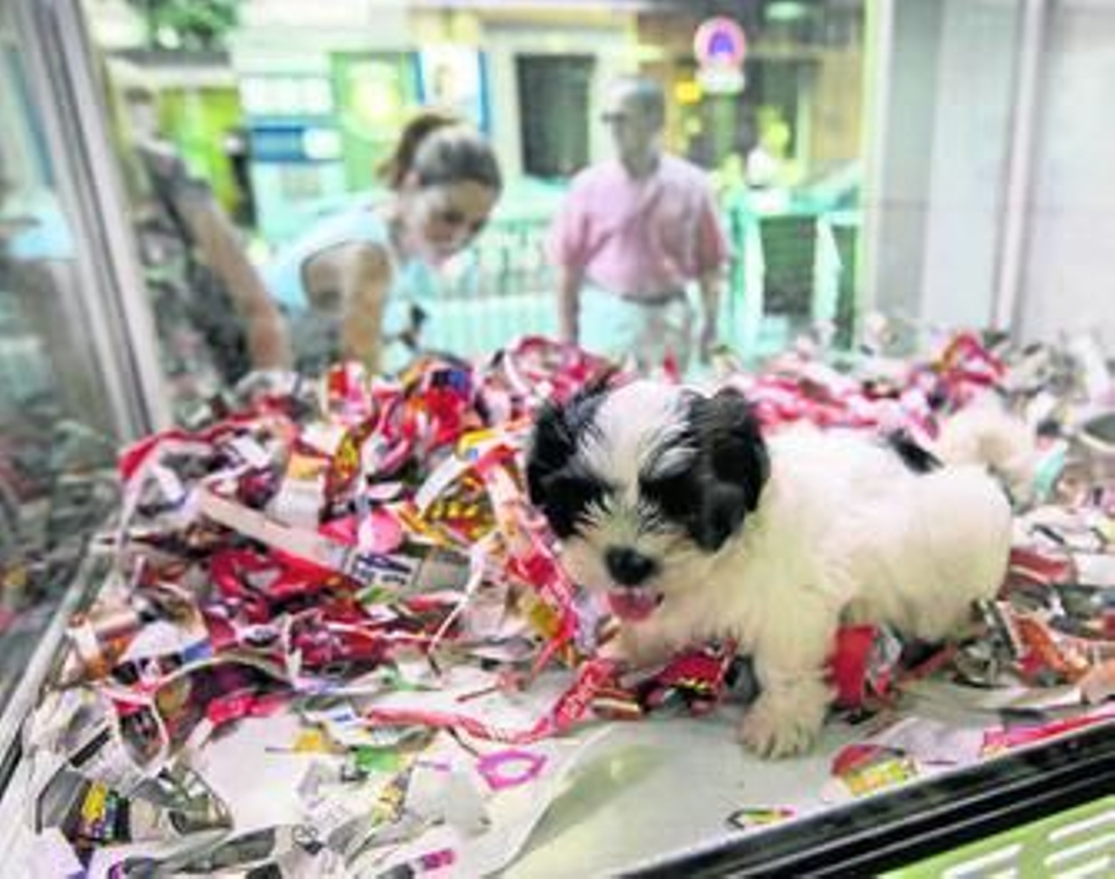 La imagen de varios cachorros jugando tras un escaparate podría desaparecer. La imagen de varios cachorros jugando tras un escaparate podría desaparecer.
