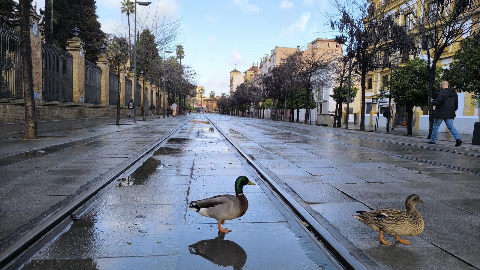 Unos patos cruzan la calle San Fernando de Sevilla