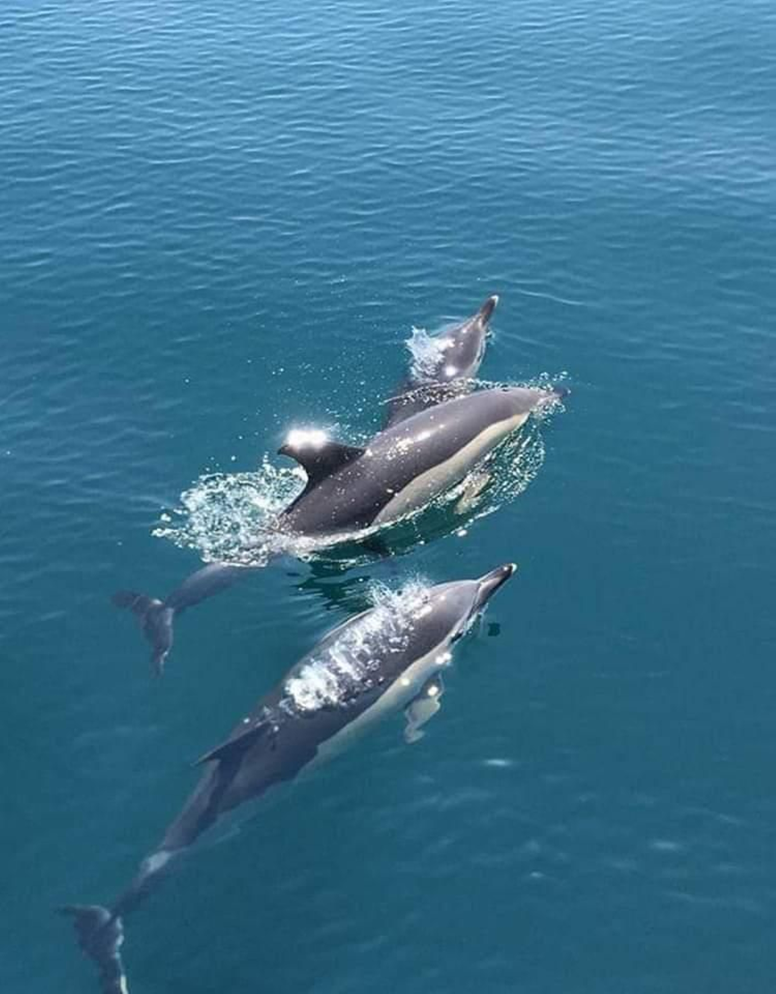 Delfines frente al litorial linense.