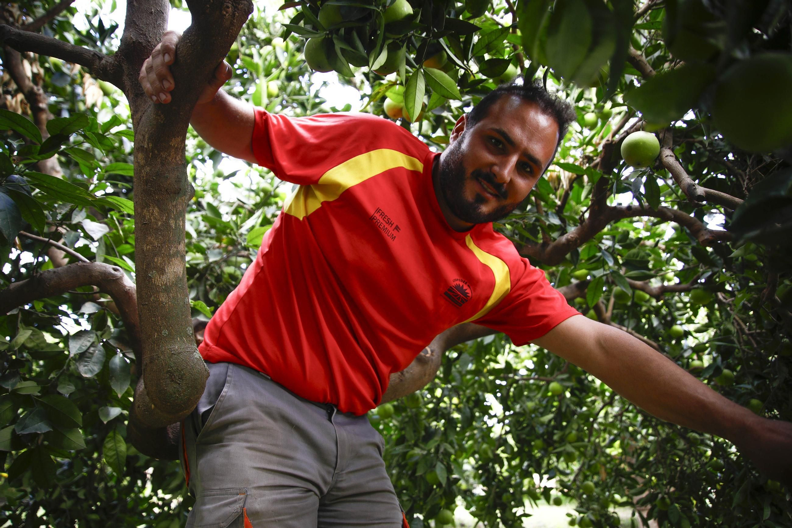 Las naranjas de Íllar, en imágenes