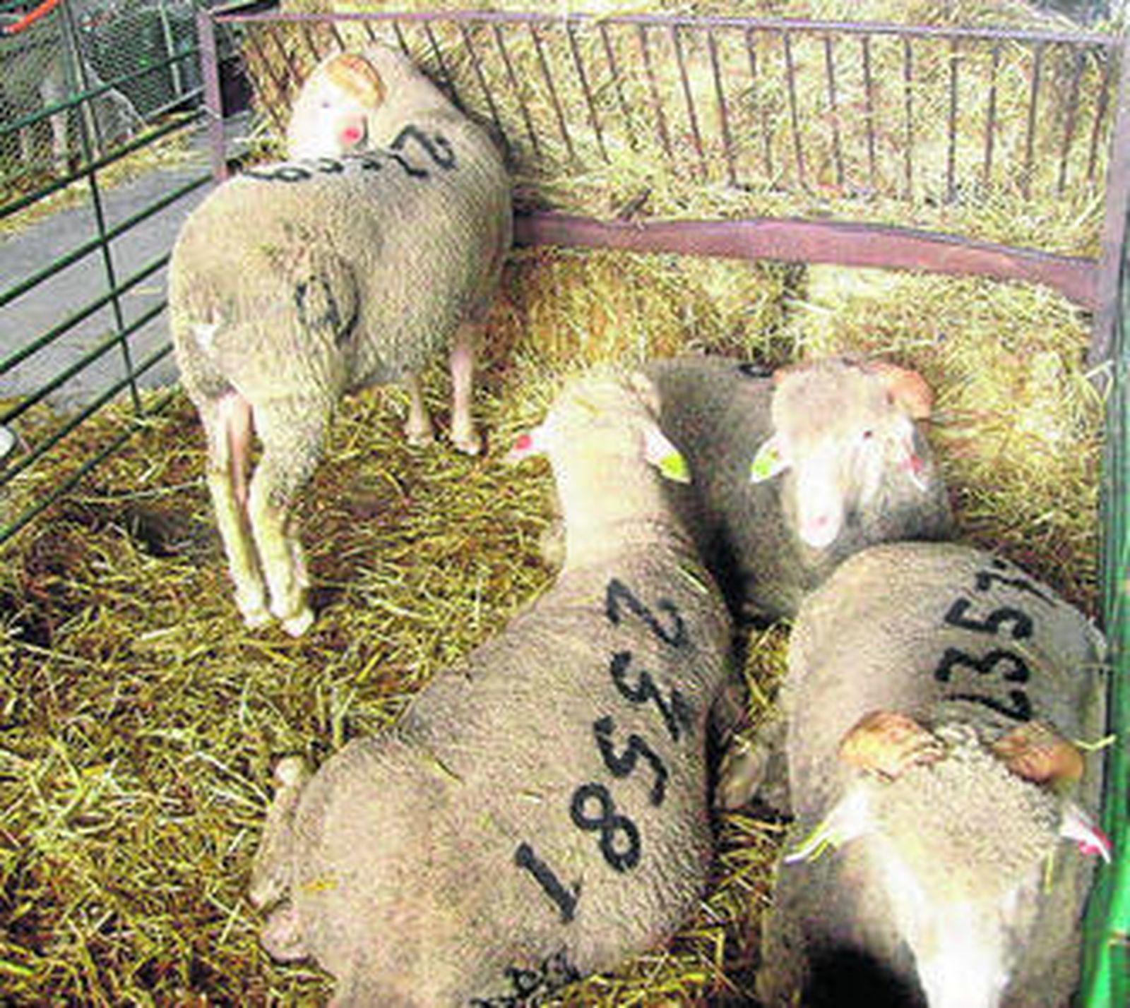 Parte del ganado ovino que se subastó ayer.