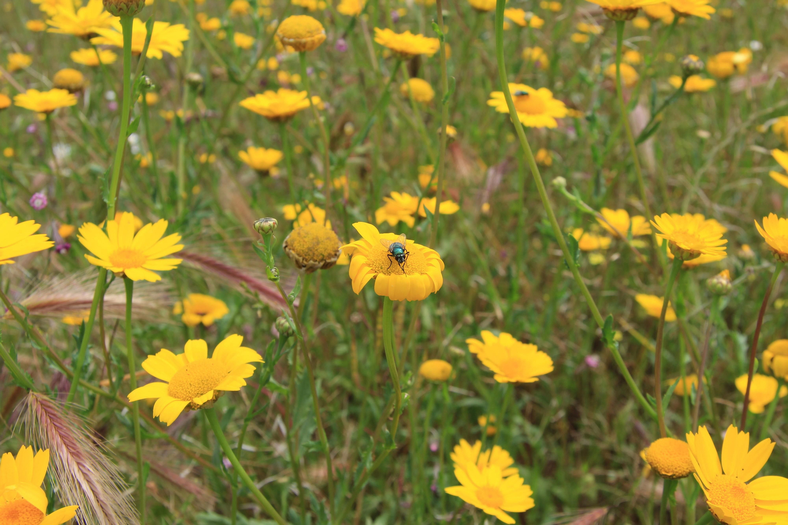 Las fotografías de la primavera en Los Pedroches