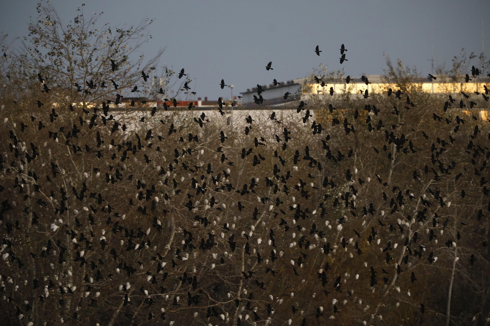 Las aves que habitan en Los Sotos de la Albolafia de Córdoba, en fotografías