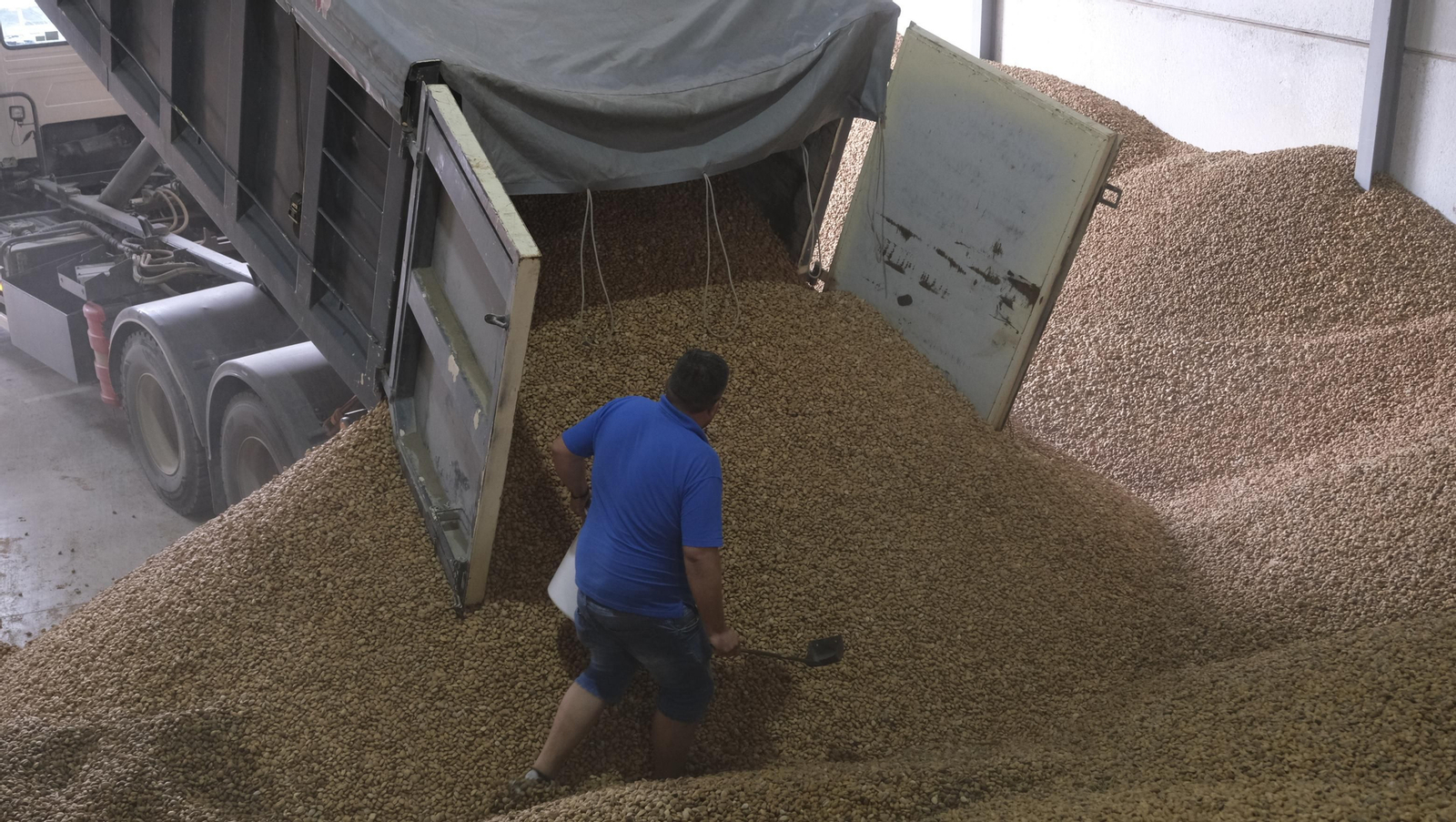 Imágenes de la almendra ecológica de Chirivel