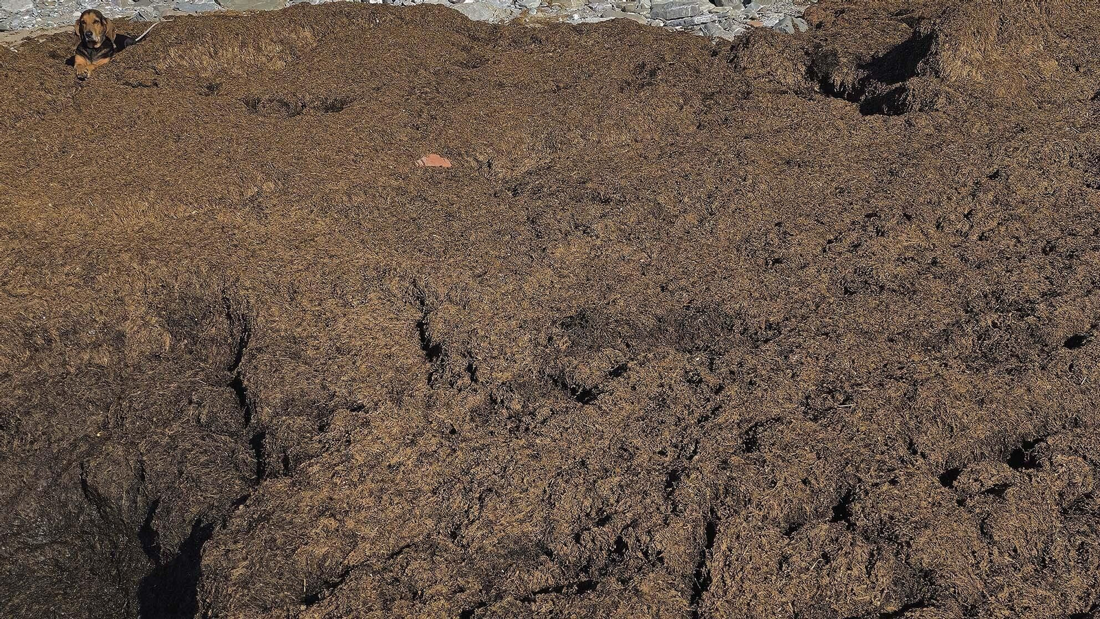 Imágenes del manto de alga parda en la playa de Getares