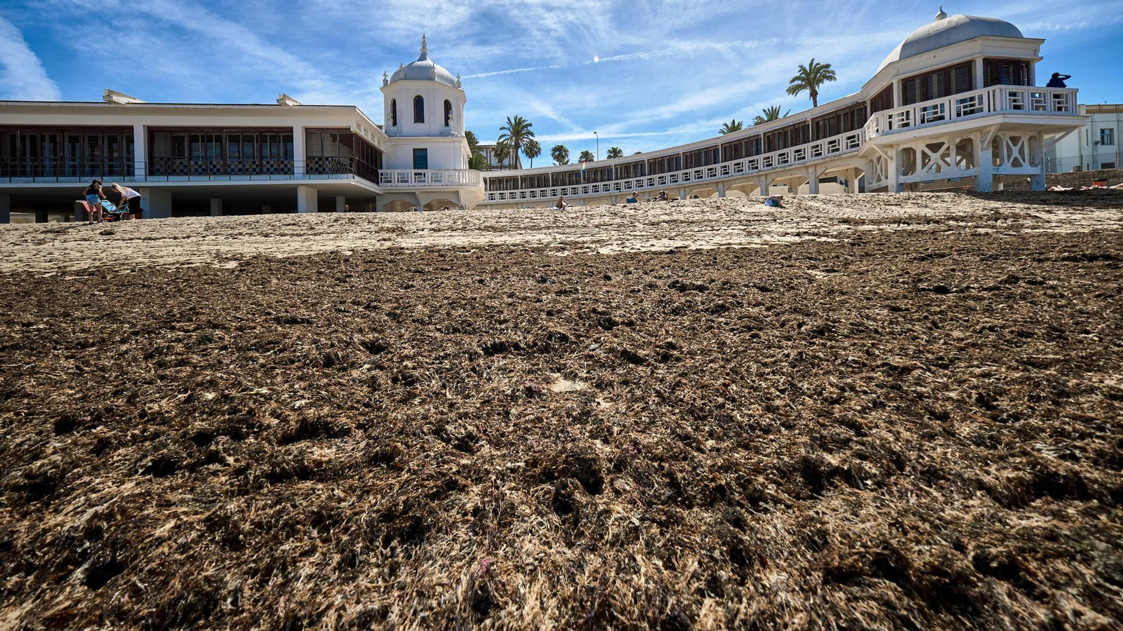 Acumulación de algas este año en la orilla de la playa de la Caleta.