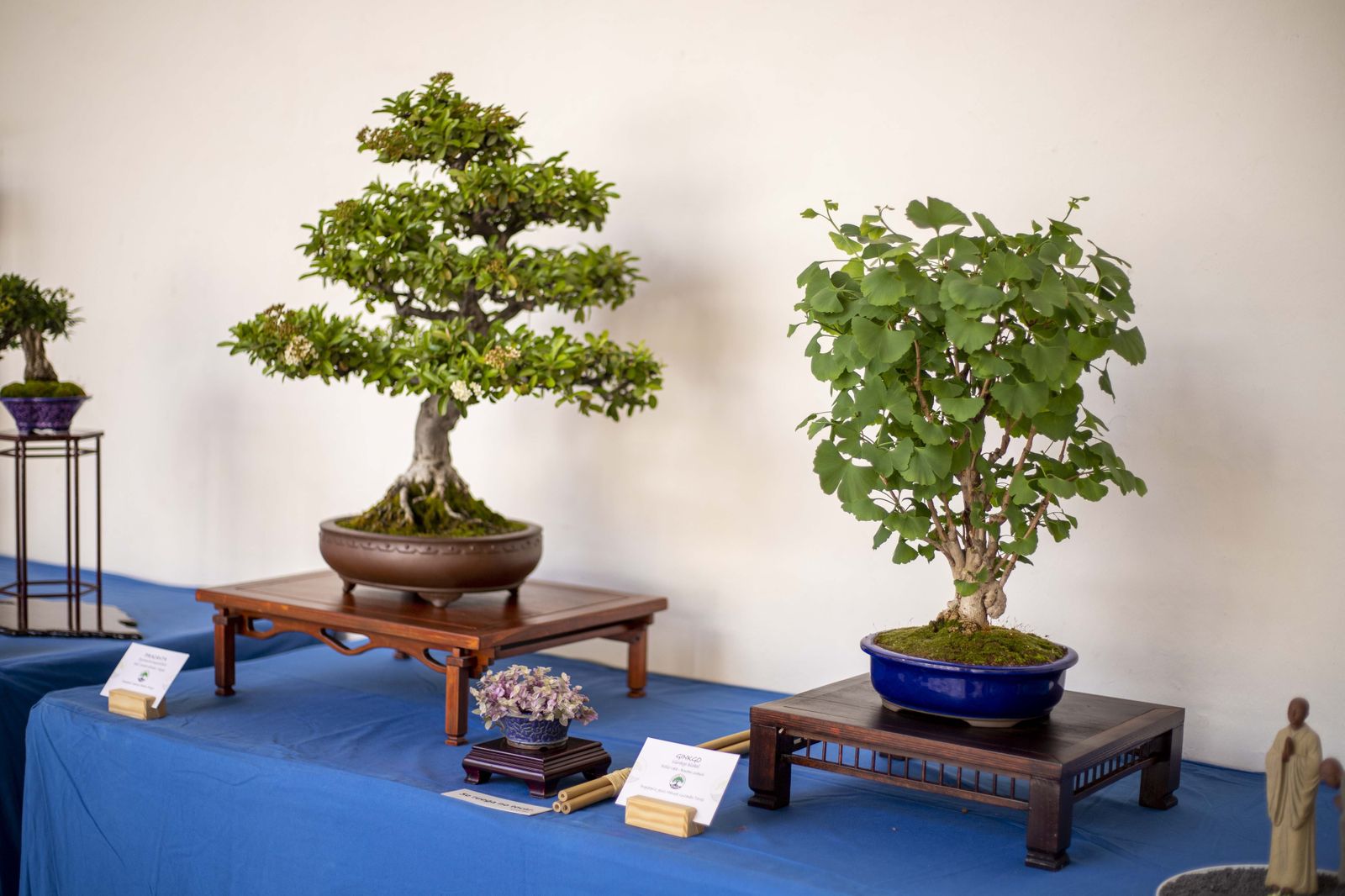 La Exposición de Bonsái de Primavera de Córdoba, en fotografías