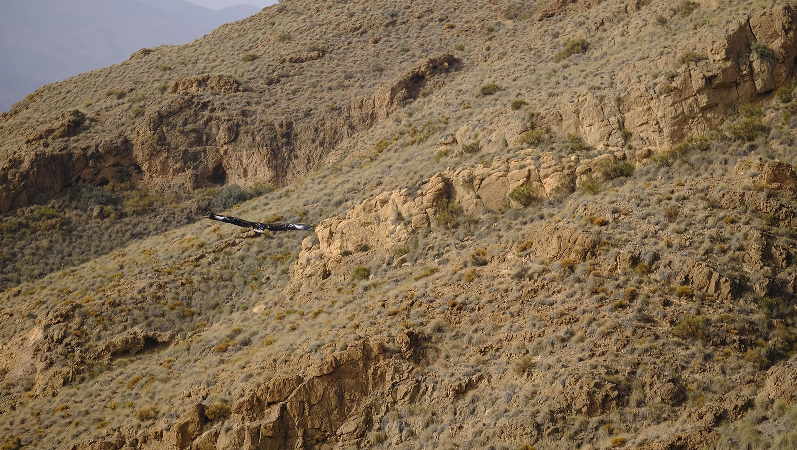 Suelta de un águila imperial, en imágenes